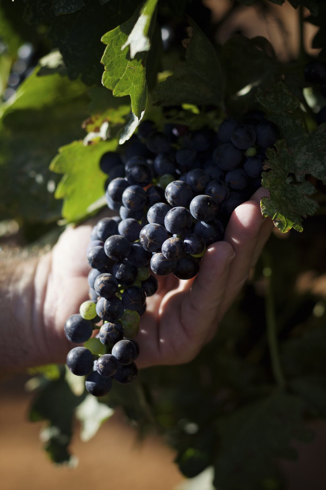 Jody Horton Photography - Hand holding a cluster of dark grapes on the vine.