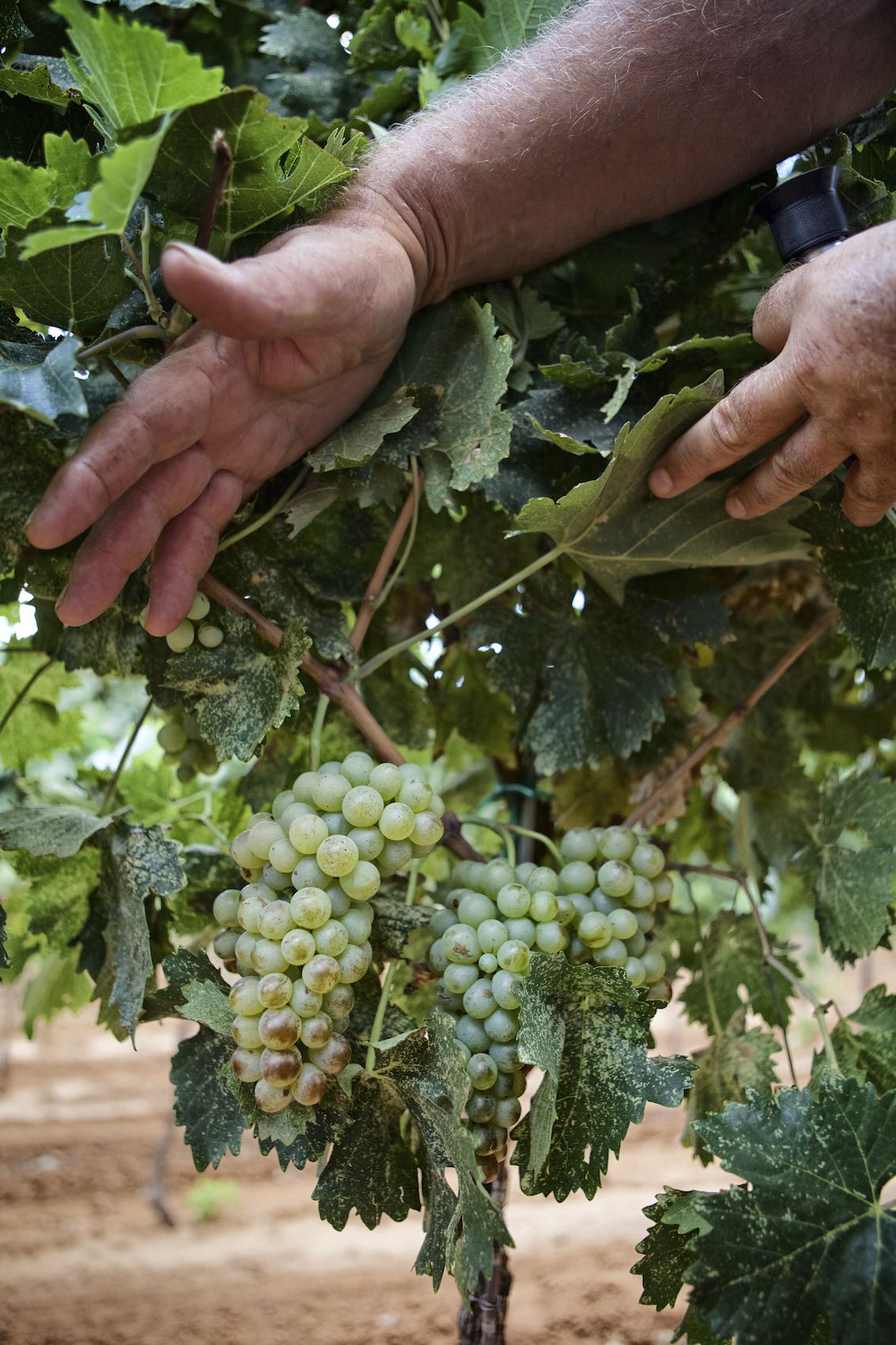 Jody Horton Photography - Hands uncovering white grape clusters on the vine.