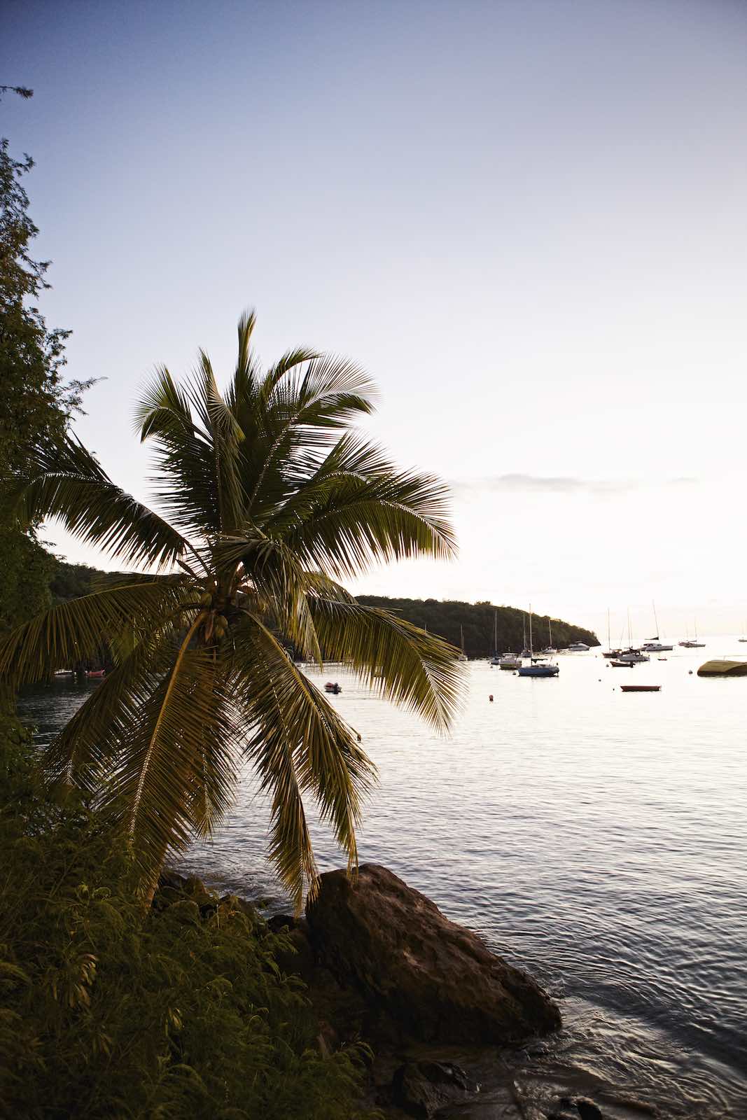 Jody Horton Photography - Palm tree on the beach of a cove with idle sailboats. 