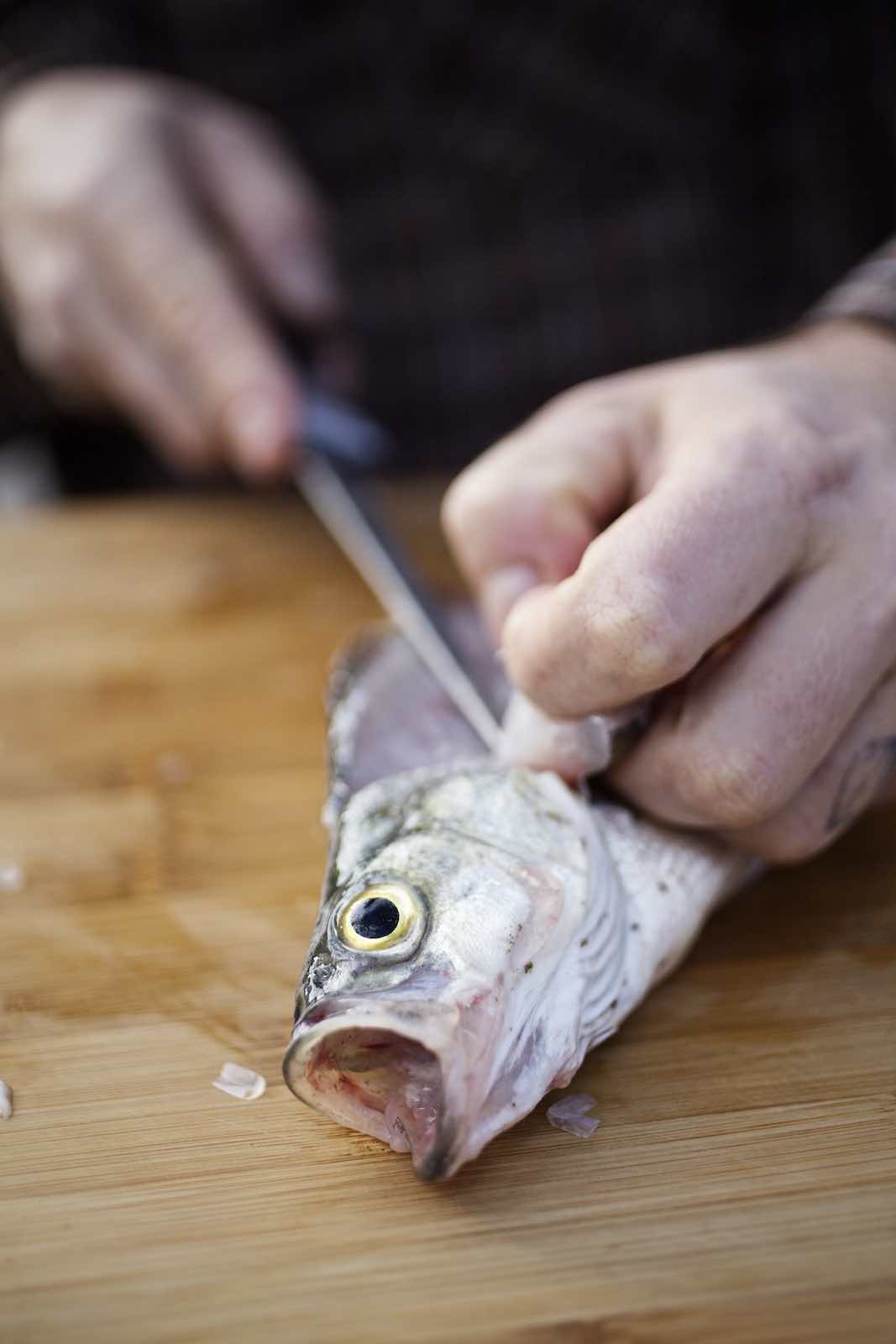Jody Horton Photography - Chef Jesse Griffiths filleting silver fish. 