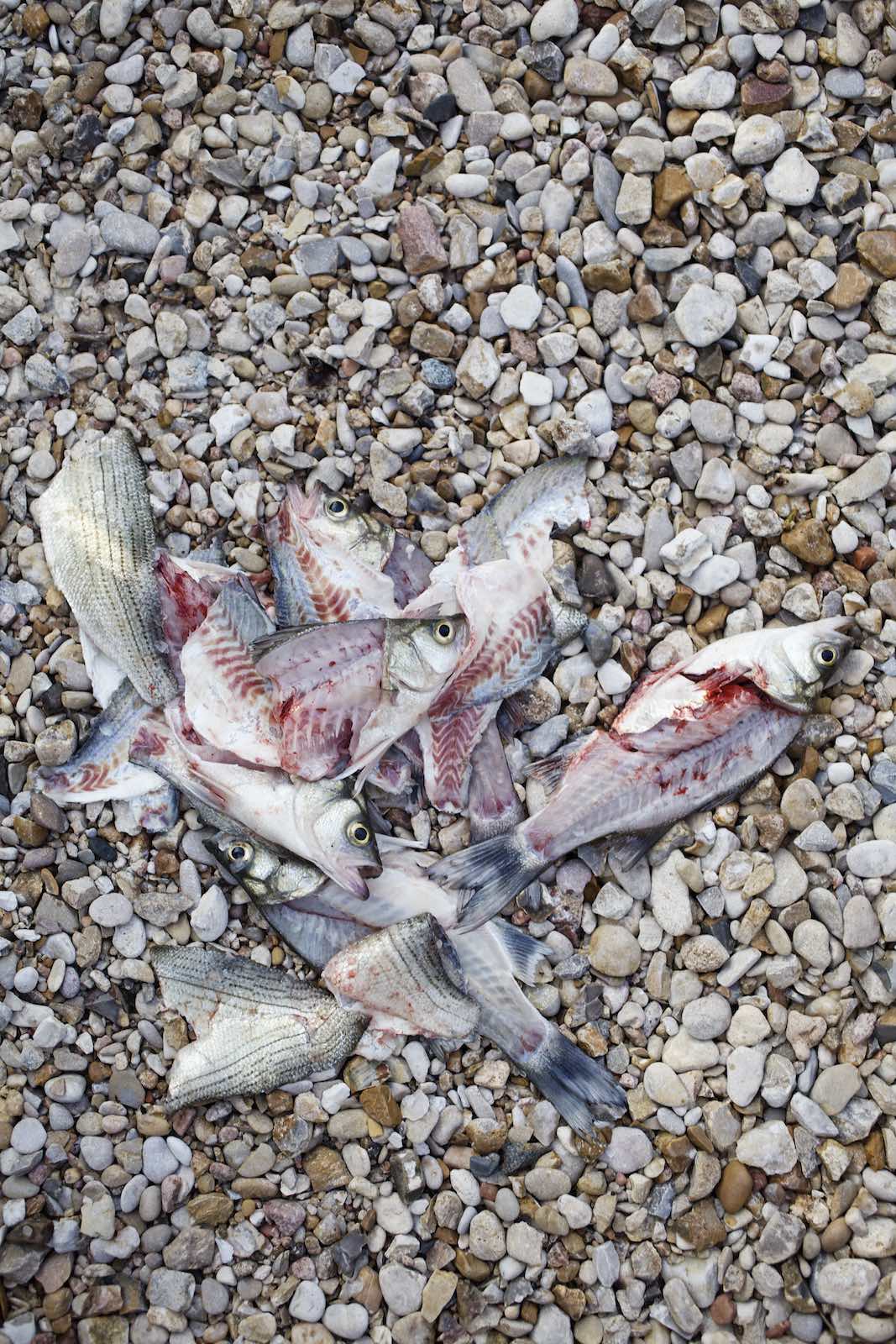 Jody Horton Photography - Fish skins and heads discarded among river rocks. 