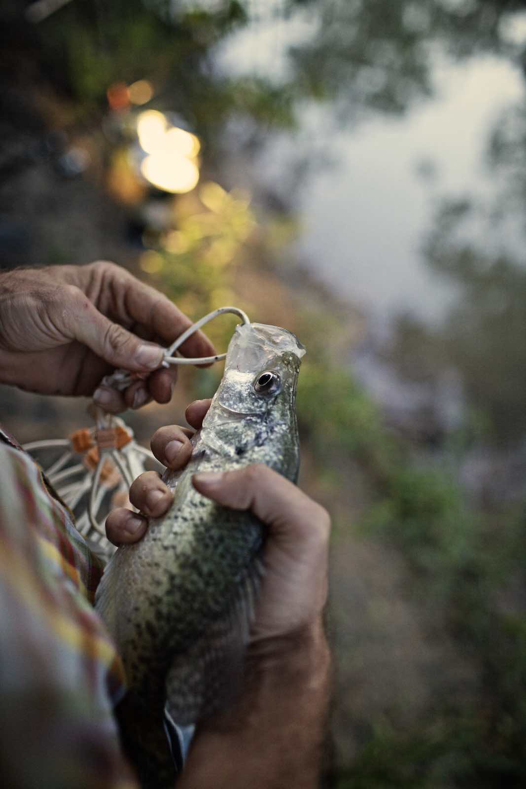 Jody Horton Photography - Fresh caught silver fish. 
