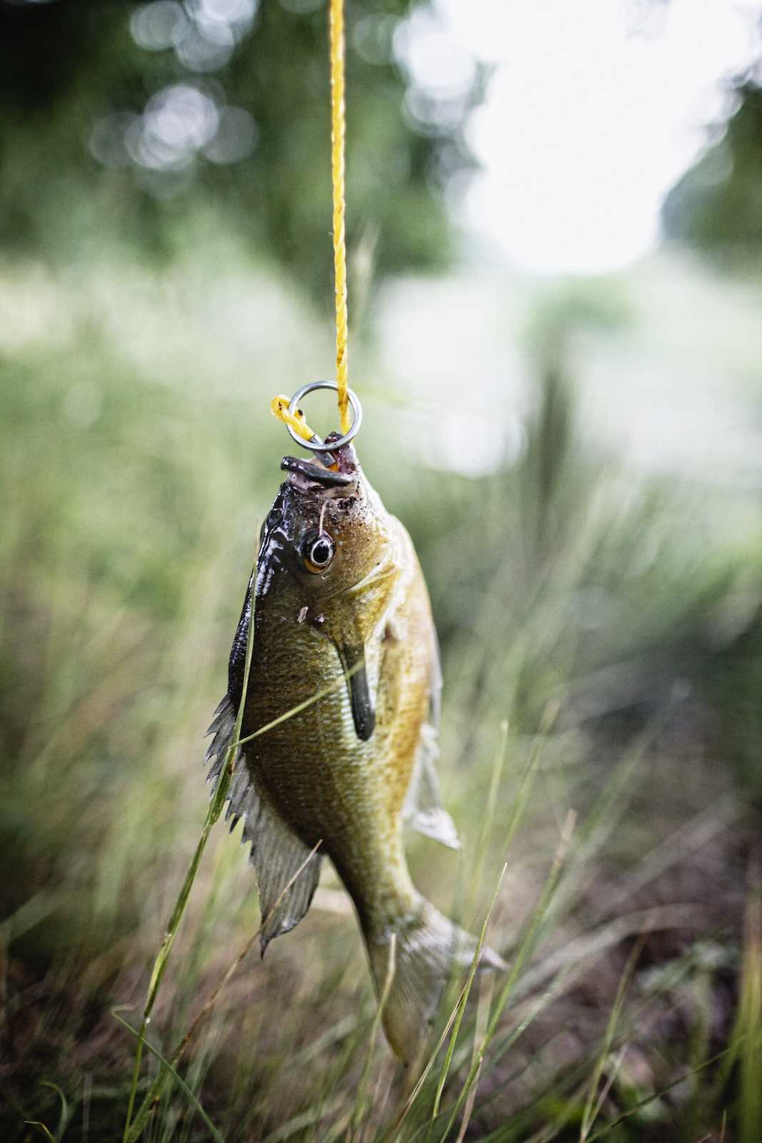 Jody Horton Photography - Fresh caught fish hanging from fishing line.