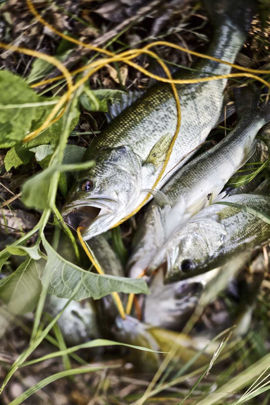 Jody Horton Photography - Bass on fishing line, lying in grass.