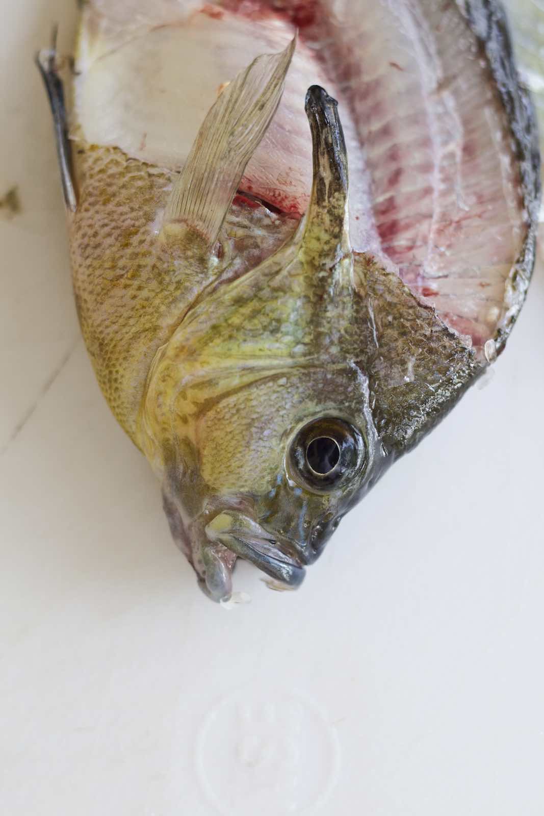 Jody Horton Photography - Head of small filleted fish.