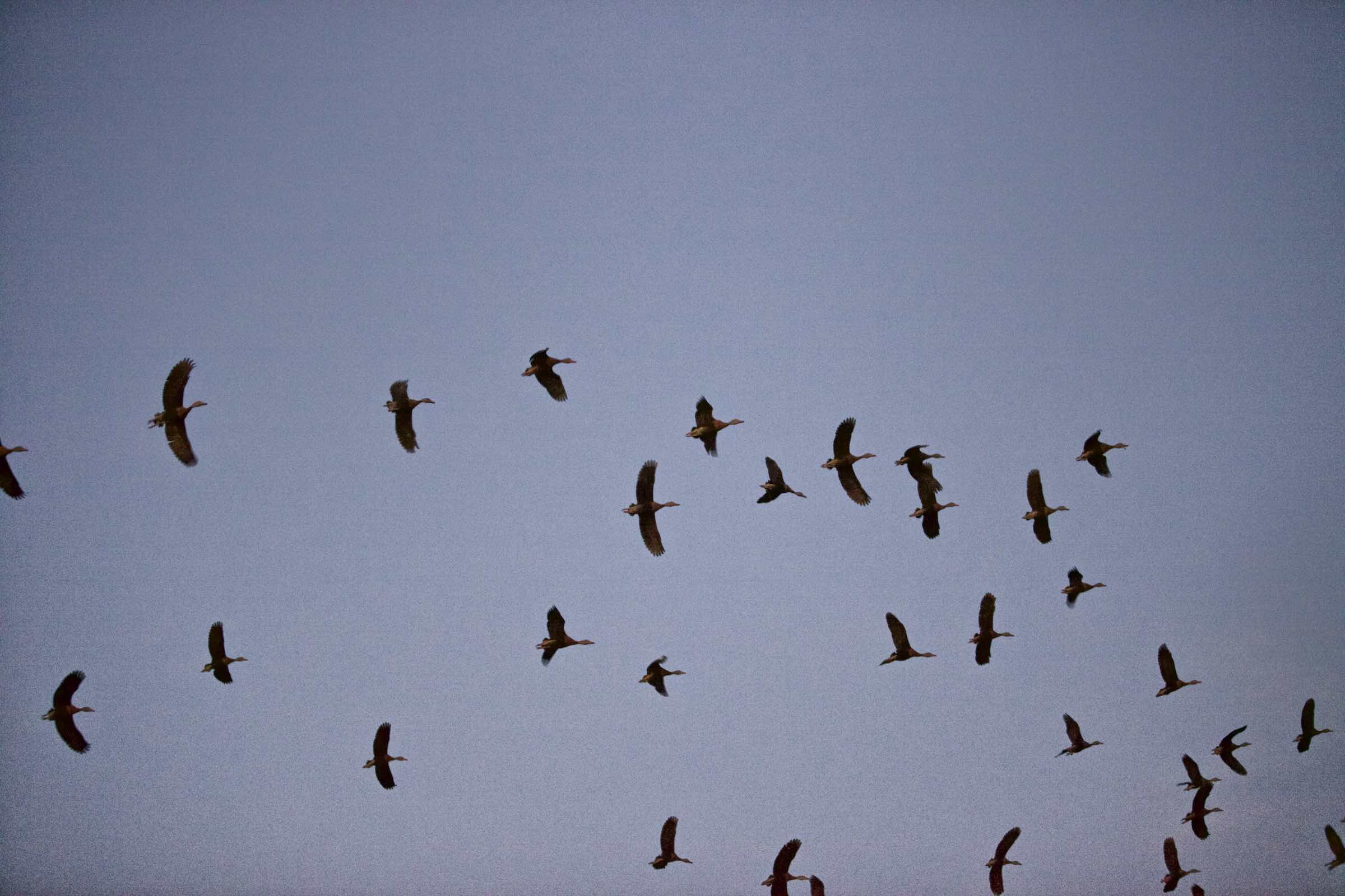 Jody Horton Photography - Ducks flying across a grey sky.