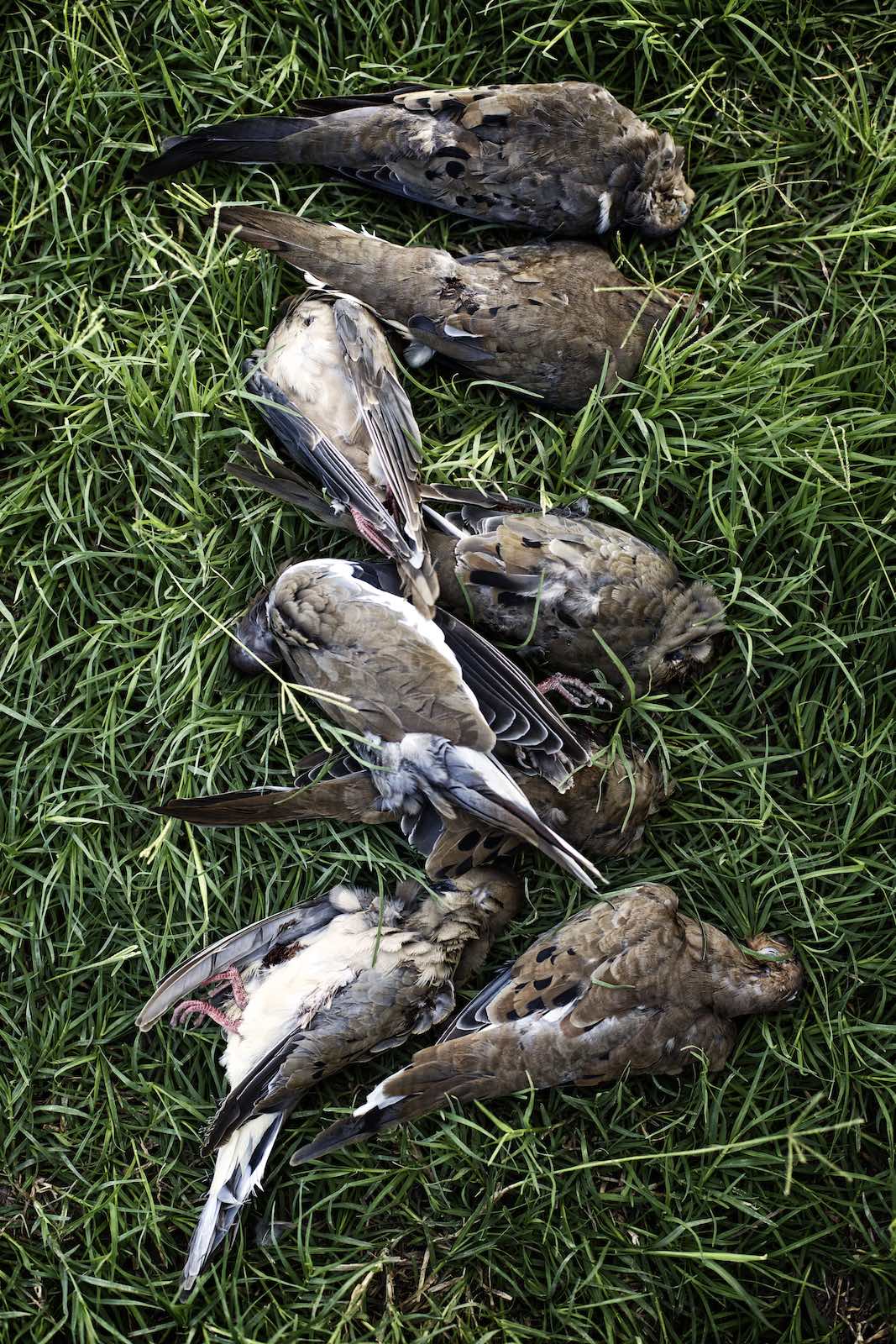 Jody Horton Photography - Doves lying dead in green grasses.