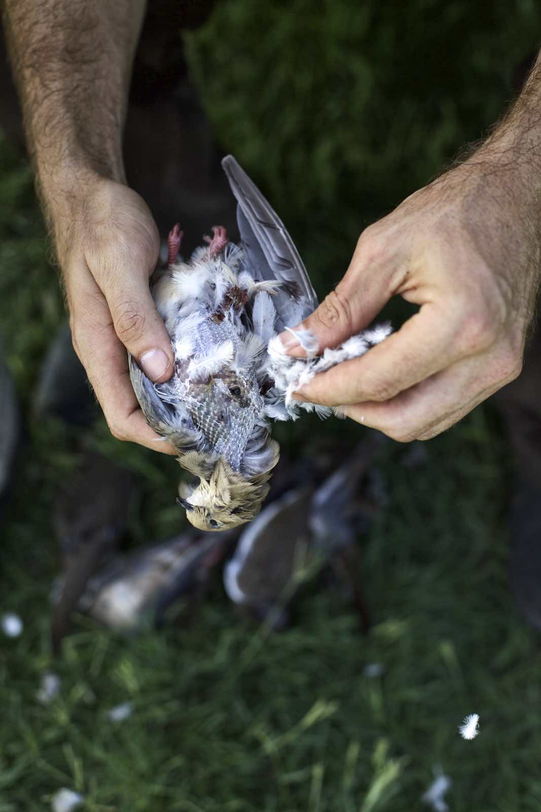 Jody Horton Photography - Hands picking feathers from a dove. 