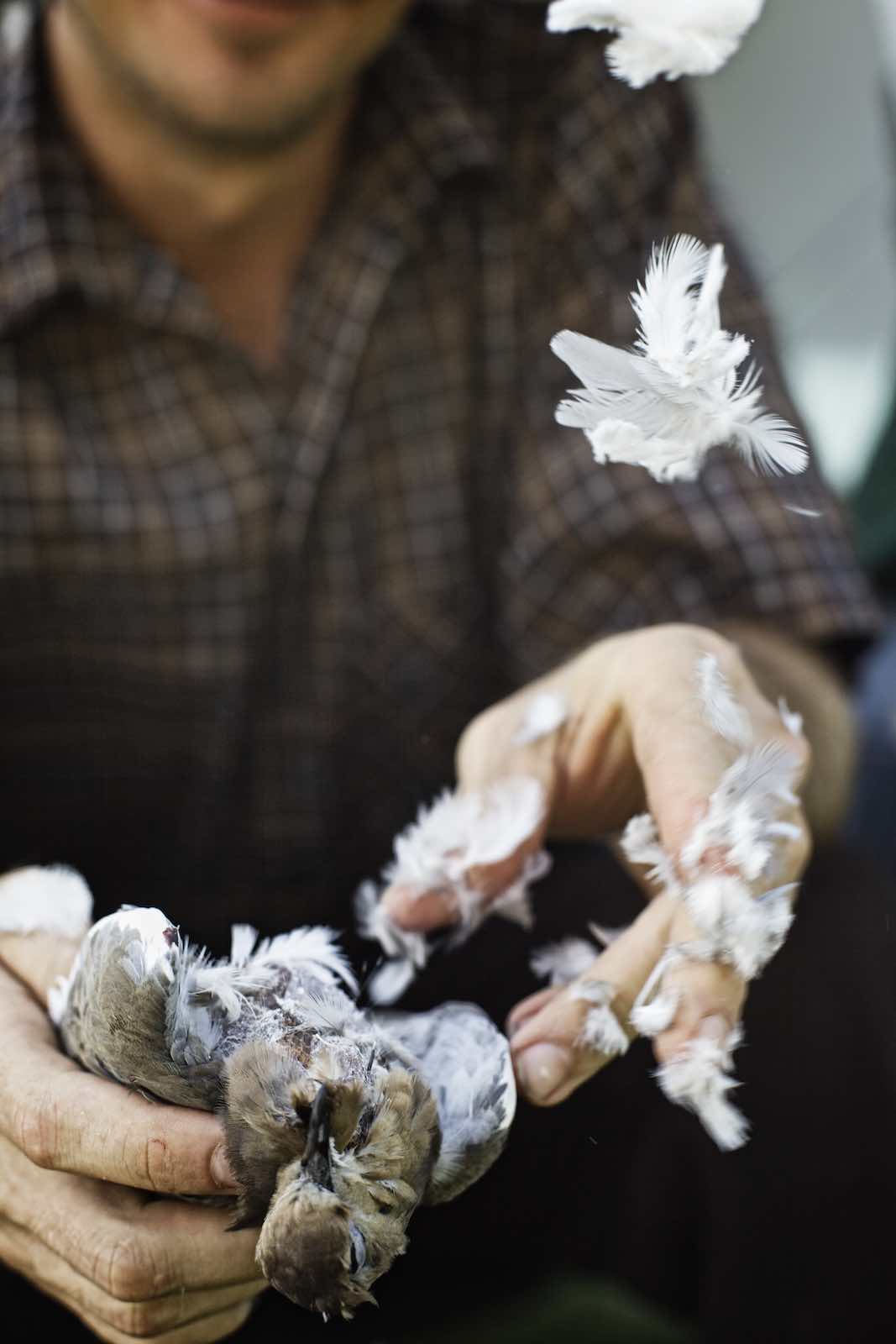 Jody Horton Photography - Hunter picking feathers from a dove. 
