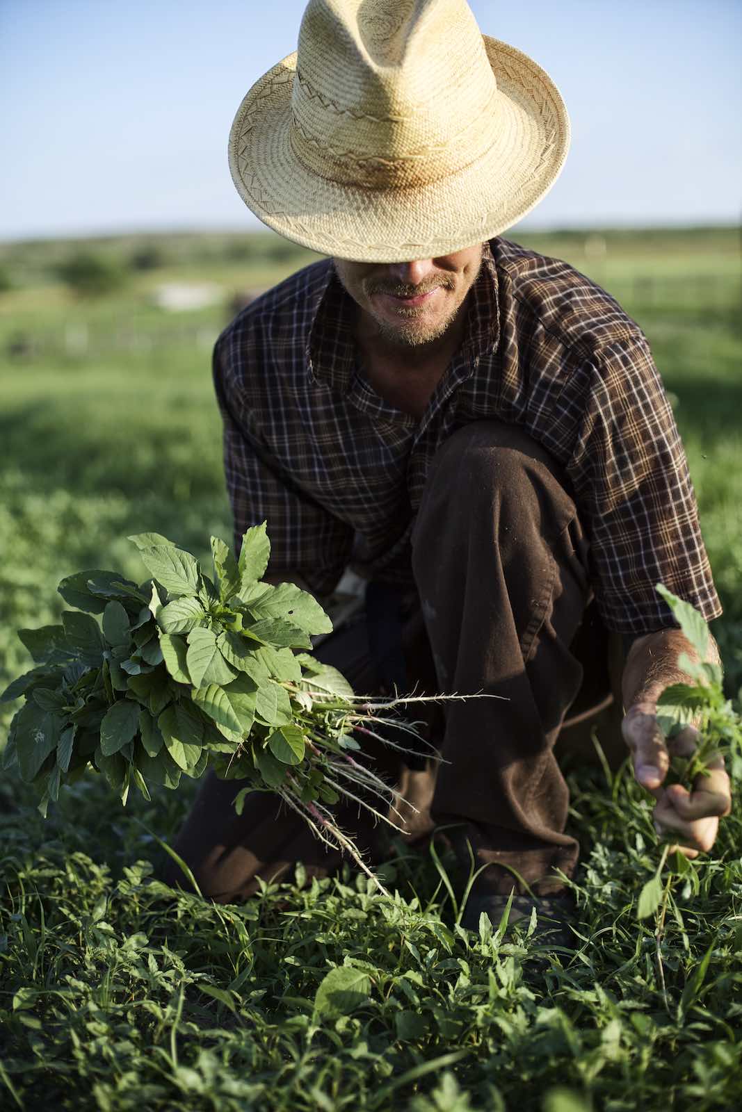 Jody Horton Photography - Farmer in a straw hat harvesting greens.