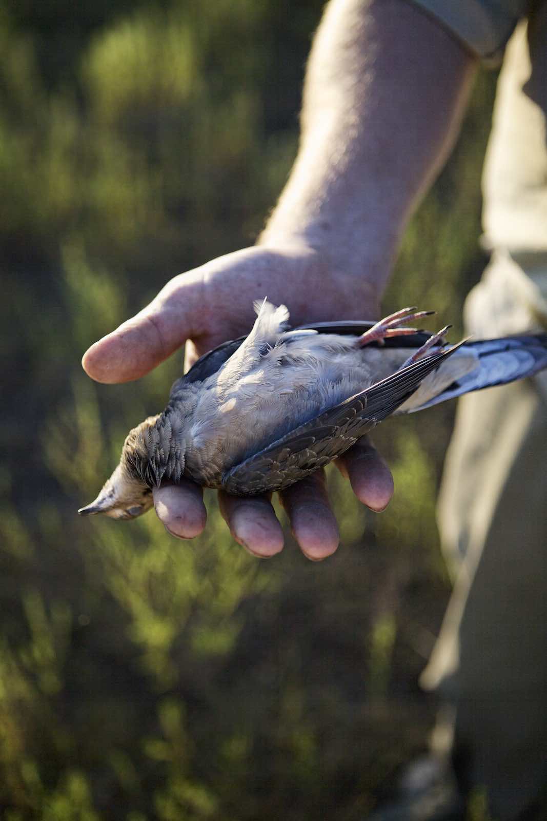 Jody Horton Photography - Hand presenting a shot dove. 