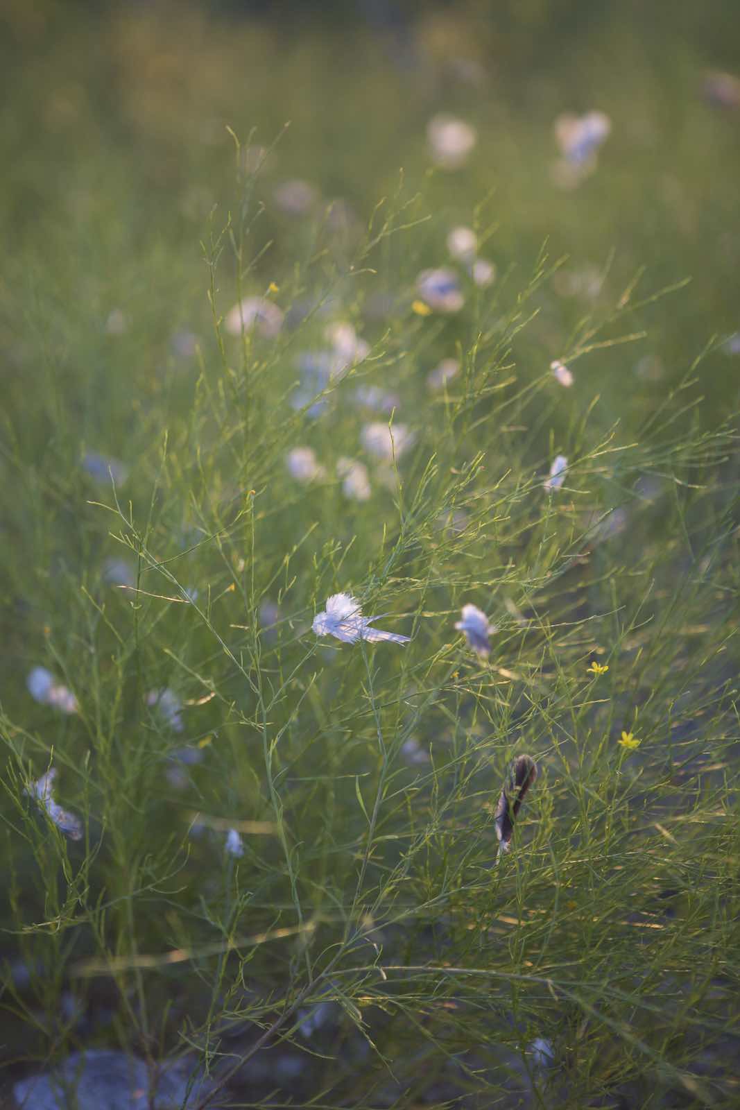 Jody Horton Photography - Wildflowers. 