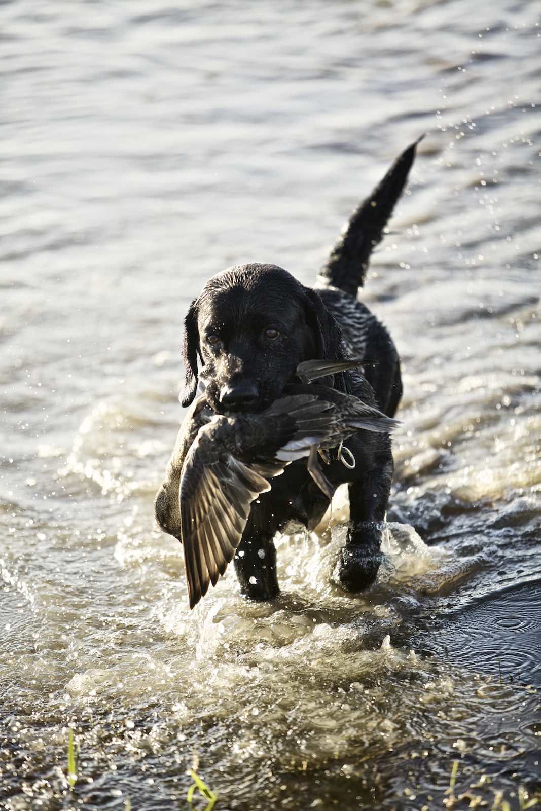 Jody Horton Photography - Hunting dog fetching duck on a shallow beach.