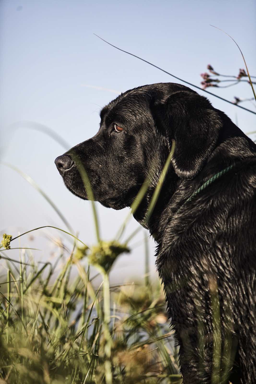 Jody Horton Photography - Wet black lab sitting in tall grass.