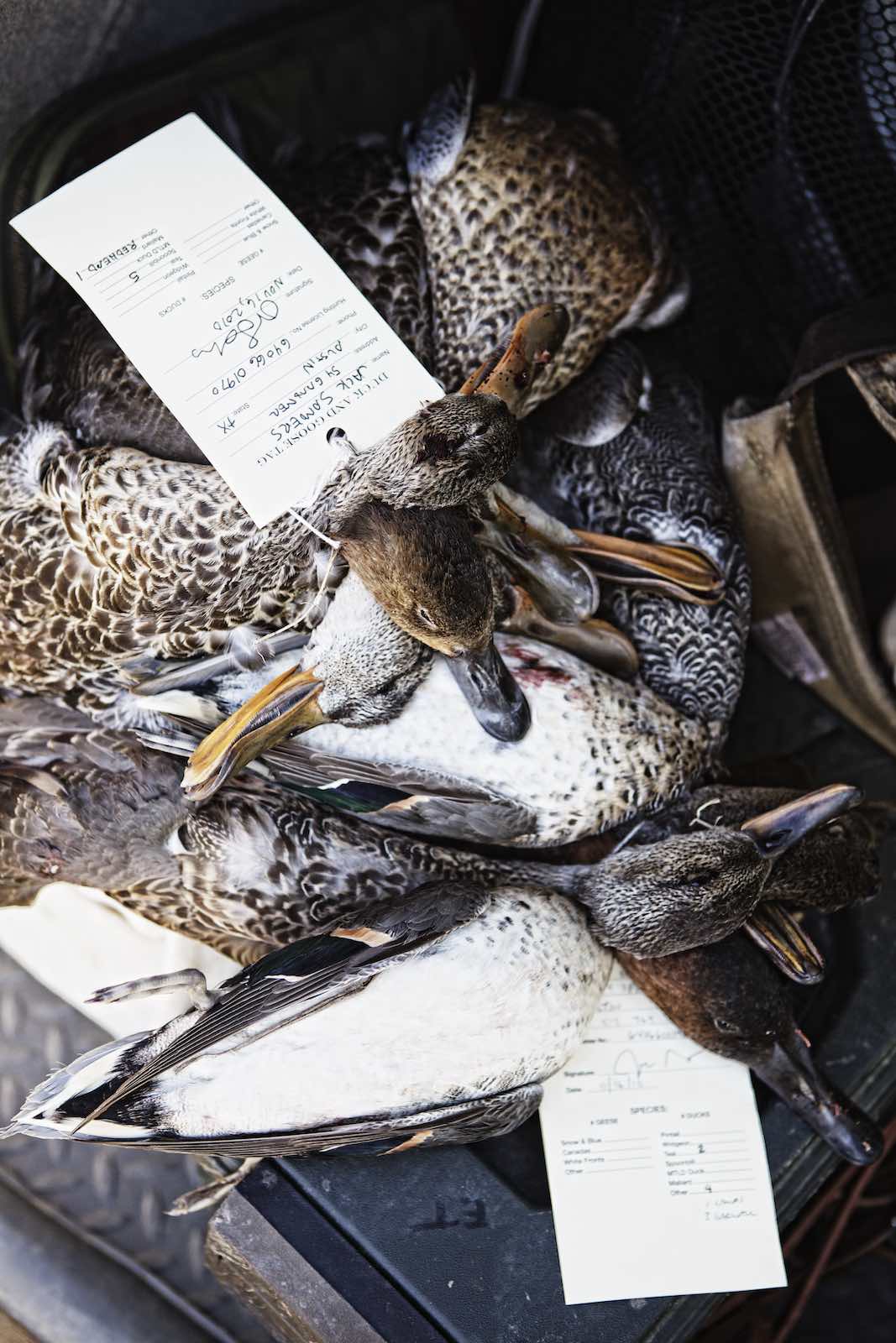 Jody Horton Photography - Ducks tagged and piled together for transport.
