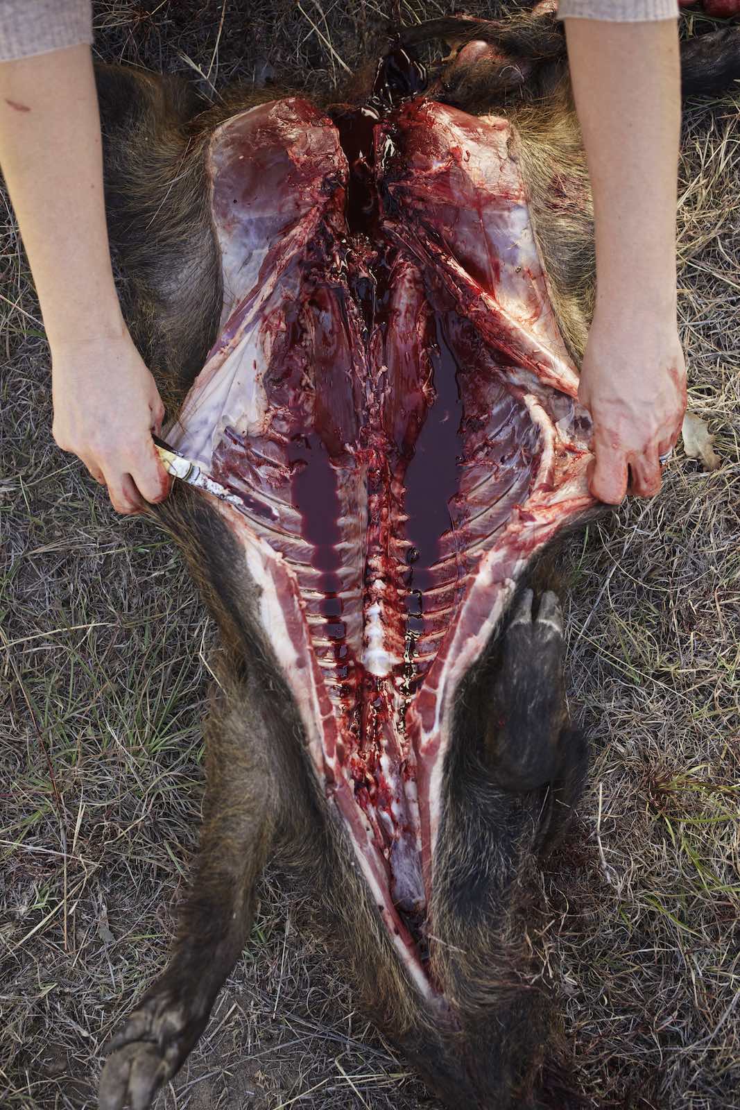 Jody Horton Photography - Feral hog cut down the middle.