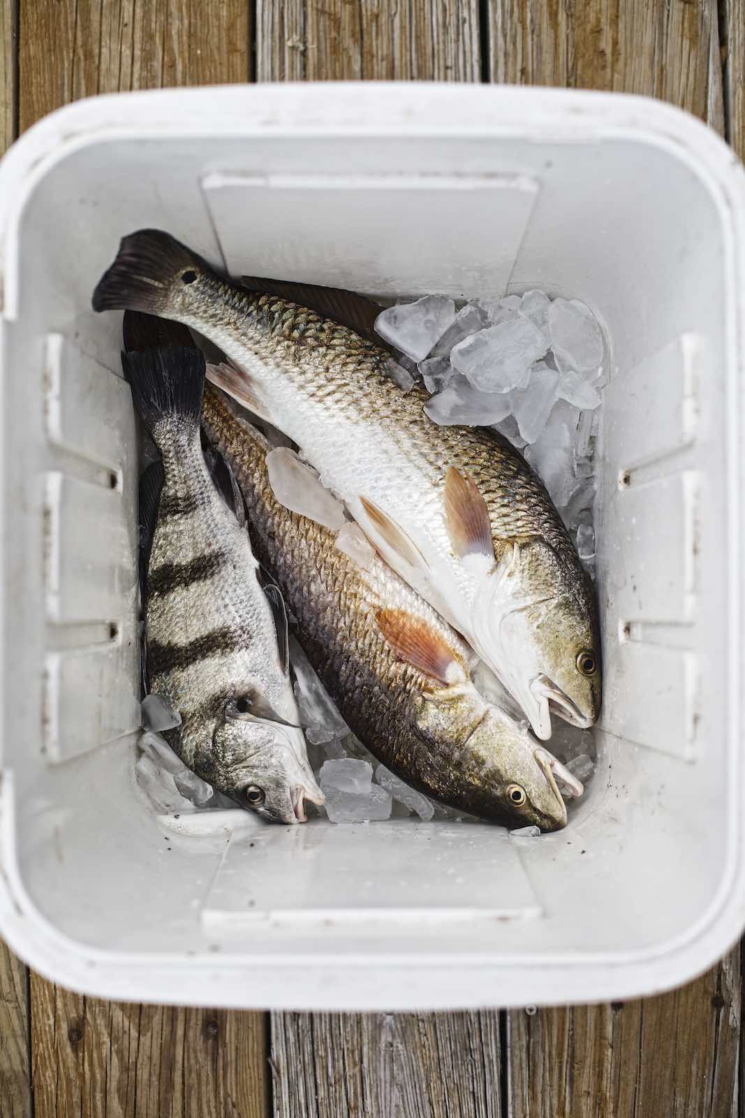 Jody Horton Photography - Fish in a cooler with ice. 