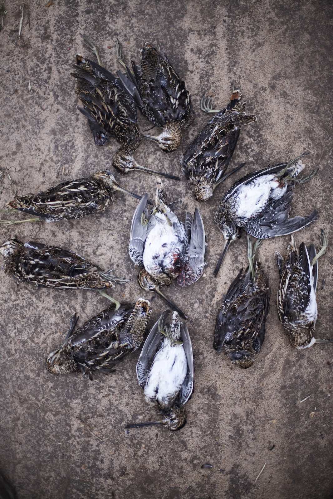 Jody Horton Photography - Dead Snipes collected together on the ground. 