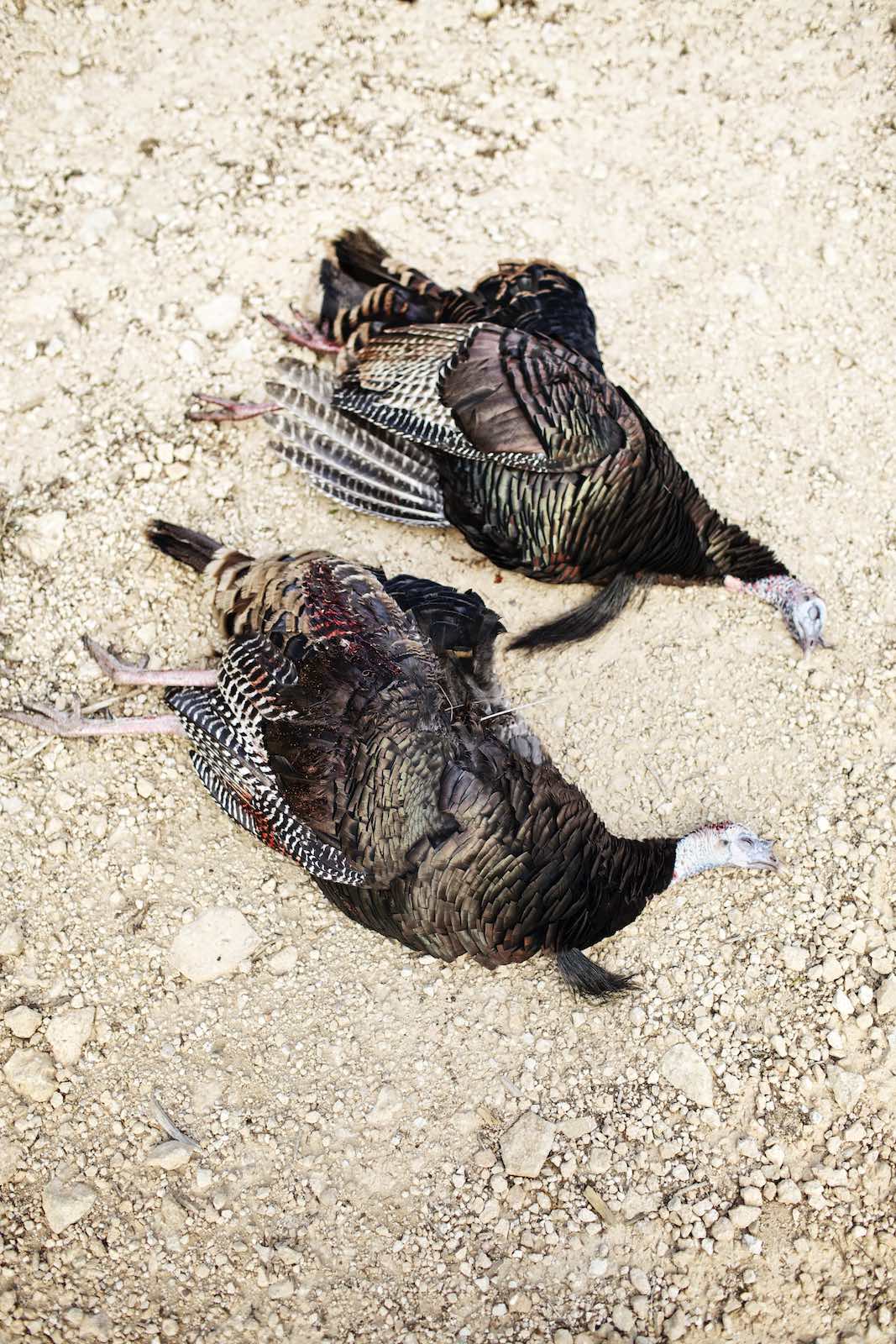 Jody Horton Photography - Two turkeys shot and lying on gravel.