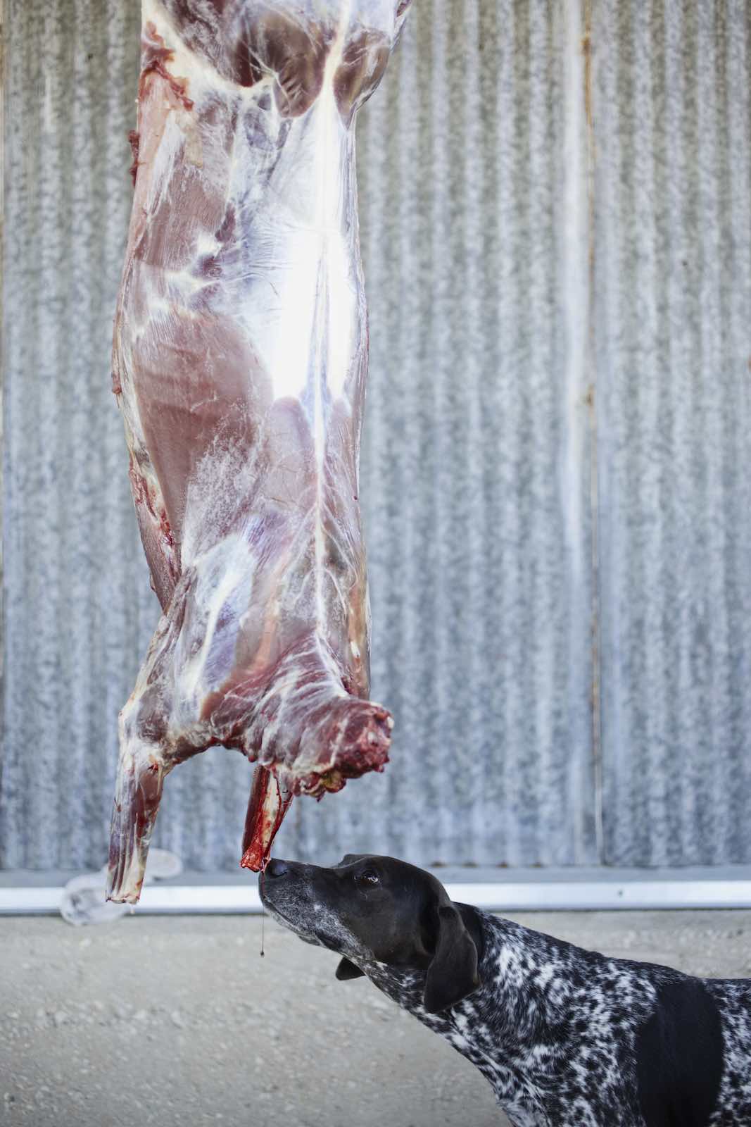 Jody Horton Photography - Hunting dog sniffing the deer carcass.