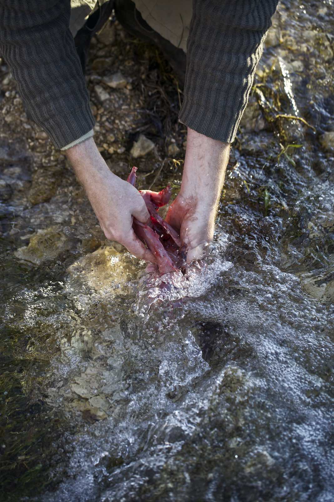 Jody Horton Photography - Hands washing a skinned animal in a stream. 