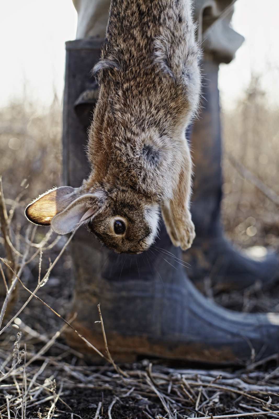 Jody Horton Photography - Shot rabbit hanging upside down.