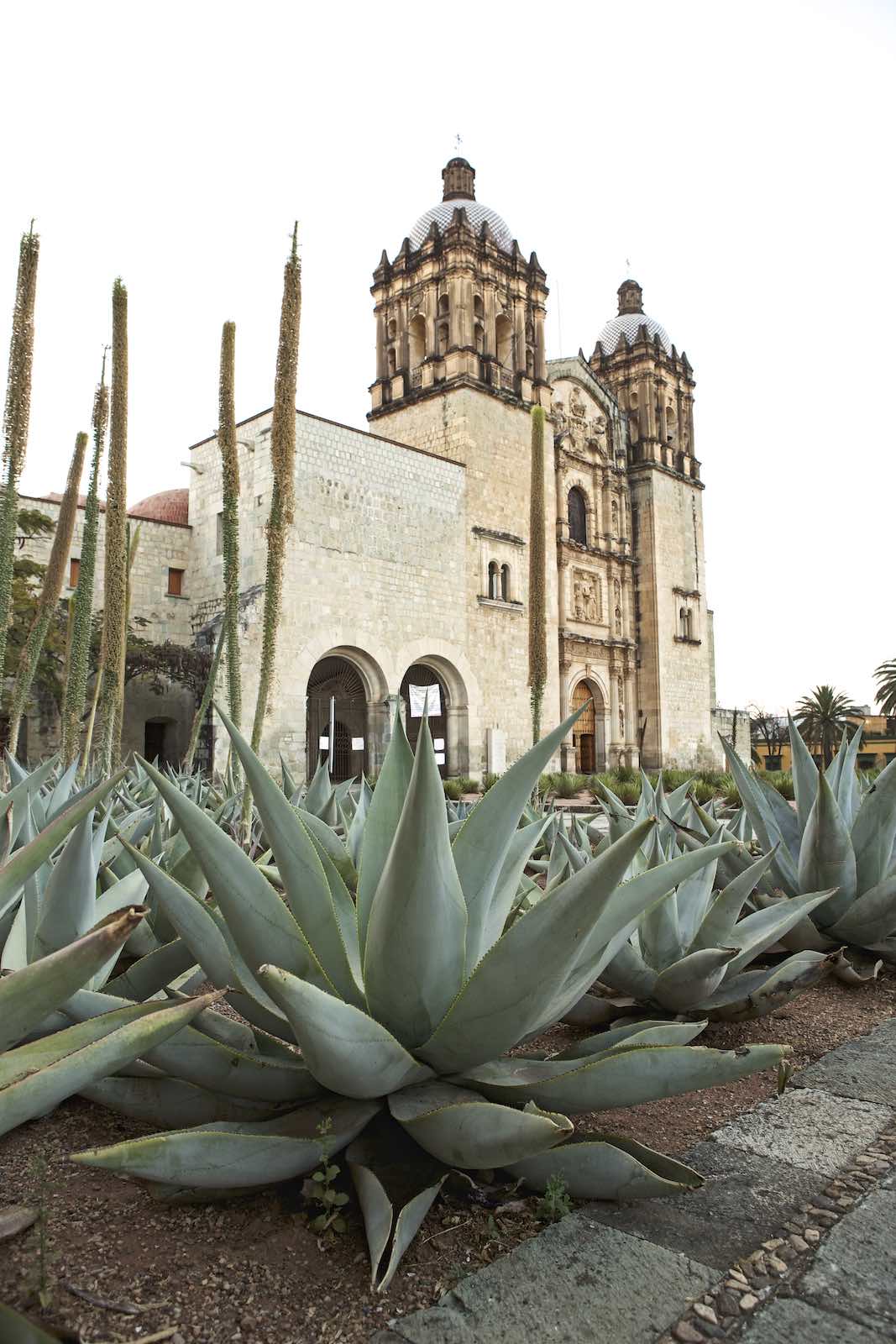 Jody Horton Photography - Large agaves and historic buildings. 