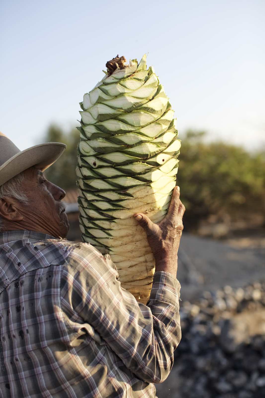 Jody Horton Photography - Farmer carrying freshly cut piña.