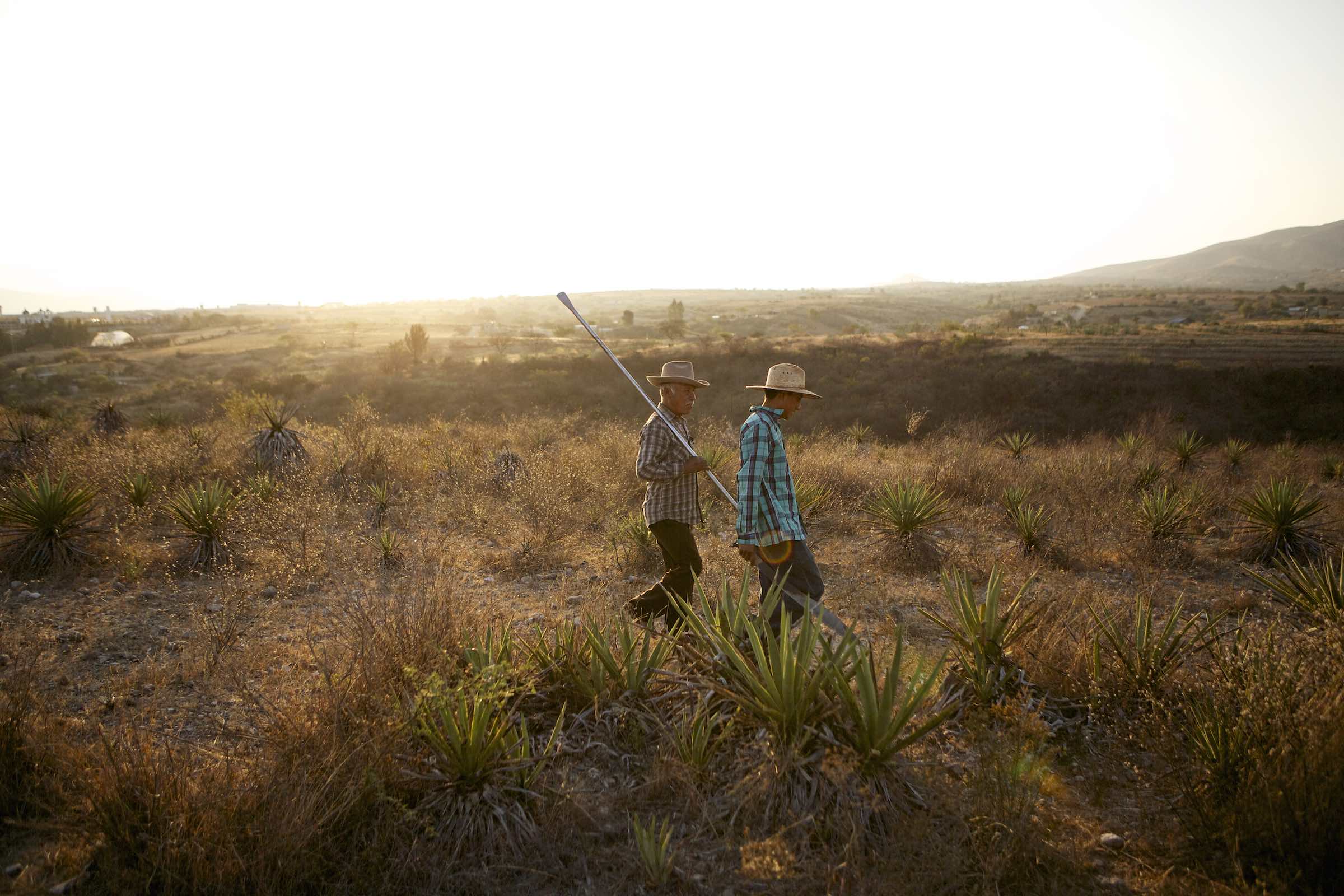 Jody Horton Photography - Farmers harvesting agaves.  