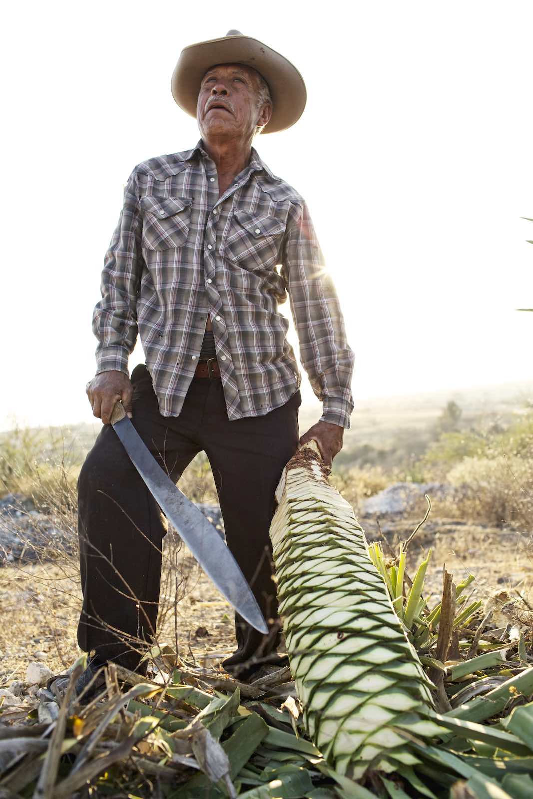 Jody Horton Photography - Farmer with agave plant and machete. 