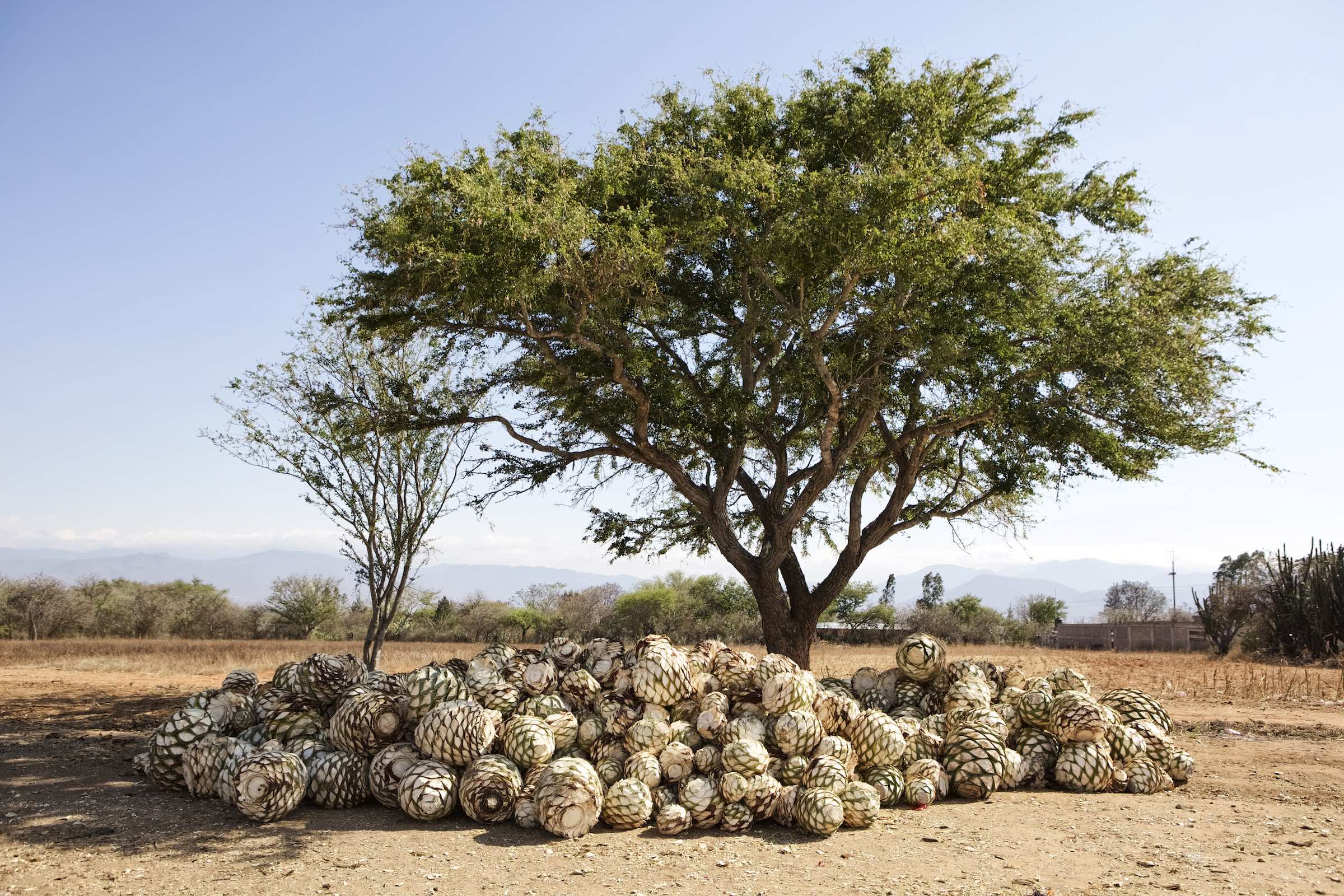 Jody Horton Photography - Agave hearts piled together during mezcal production. 