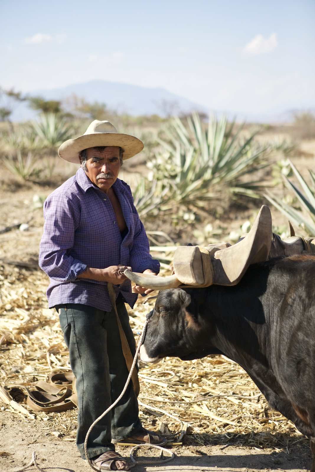 Jody Horton Photography - Farmer and cow during mezcal production.