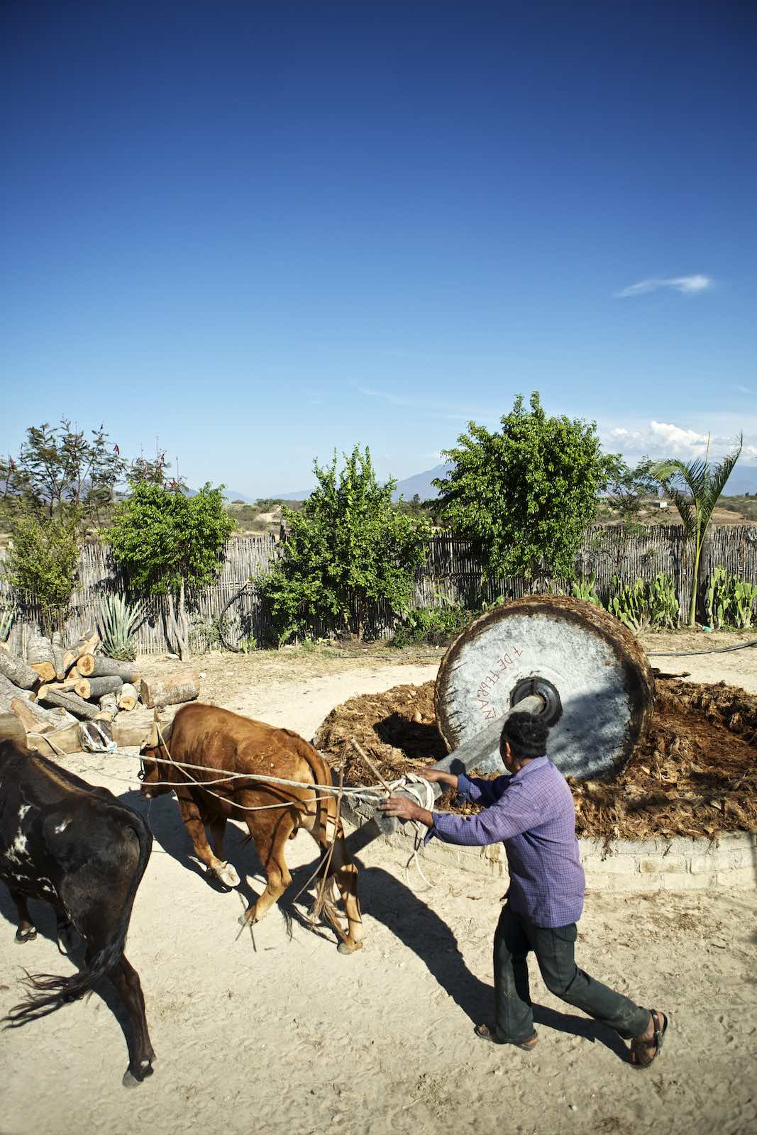 Jody Horton Photography - Piñas are crushed using a stone wheel pulled by cows.