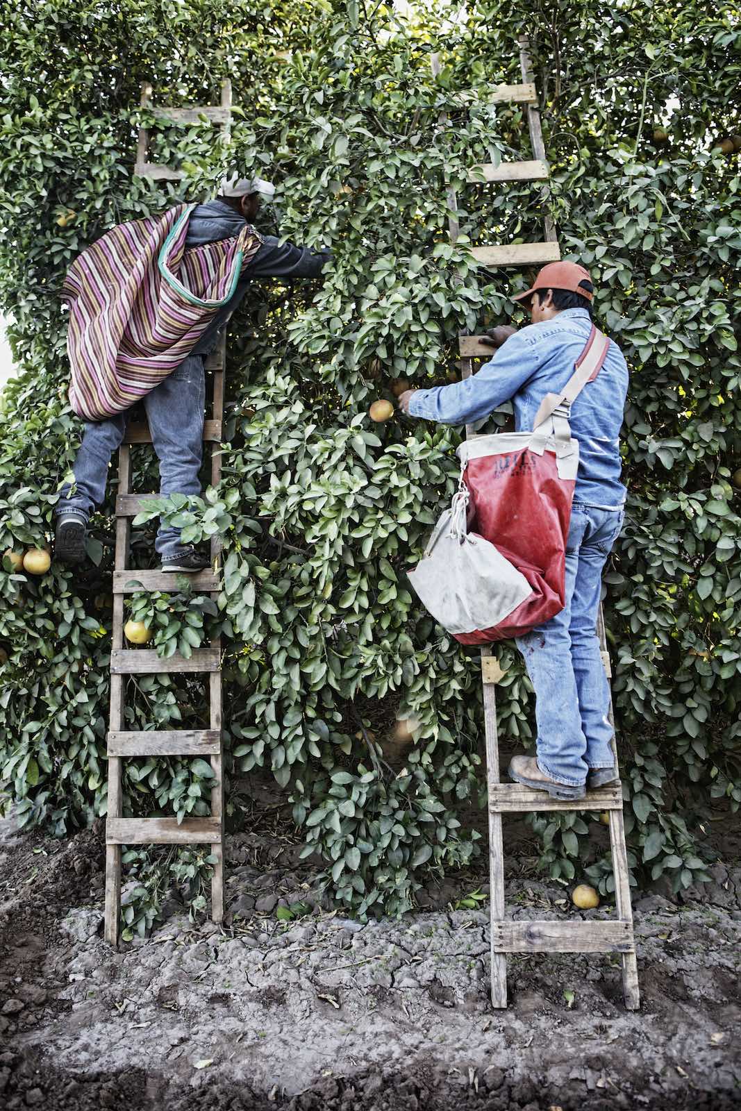 Jody Horton Photography - Grapefruit farmers picking grapefruits from wood ladders. 