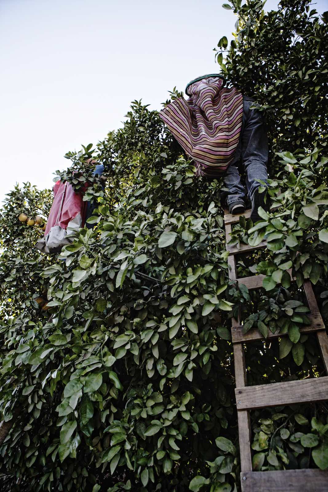 Jody Horton Photography - Grapefruit farmers picking fruits using wood ladders. 
