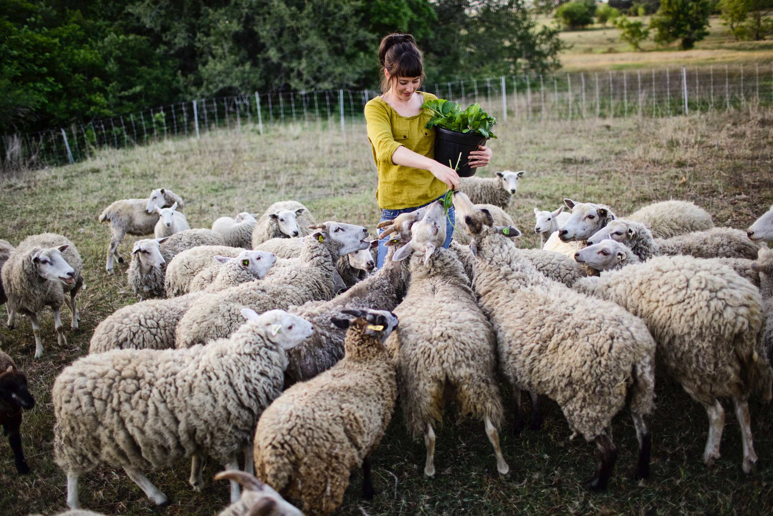 Jody Horton Photography - Farmer feeding greens to sheep. 
