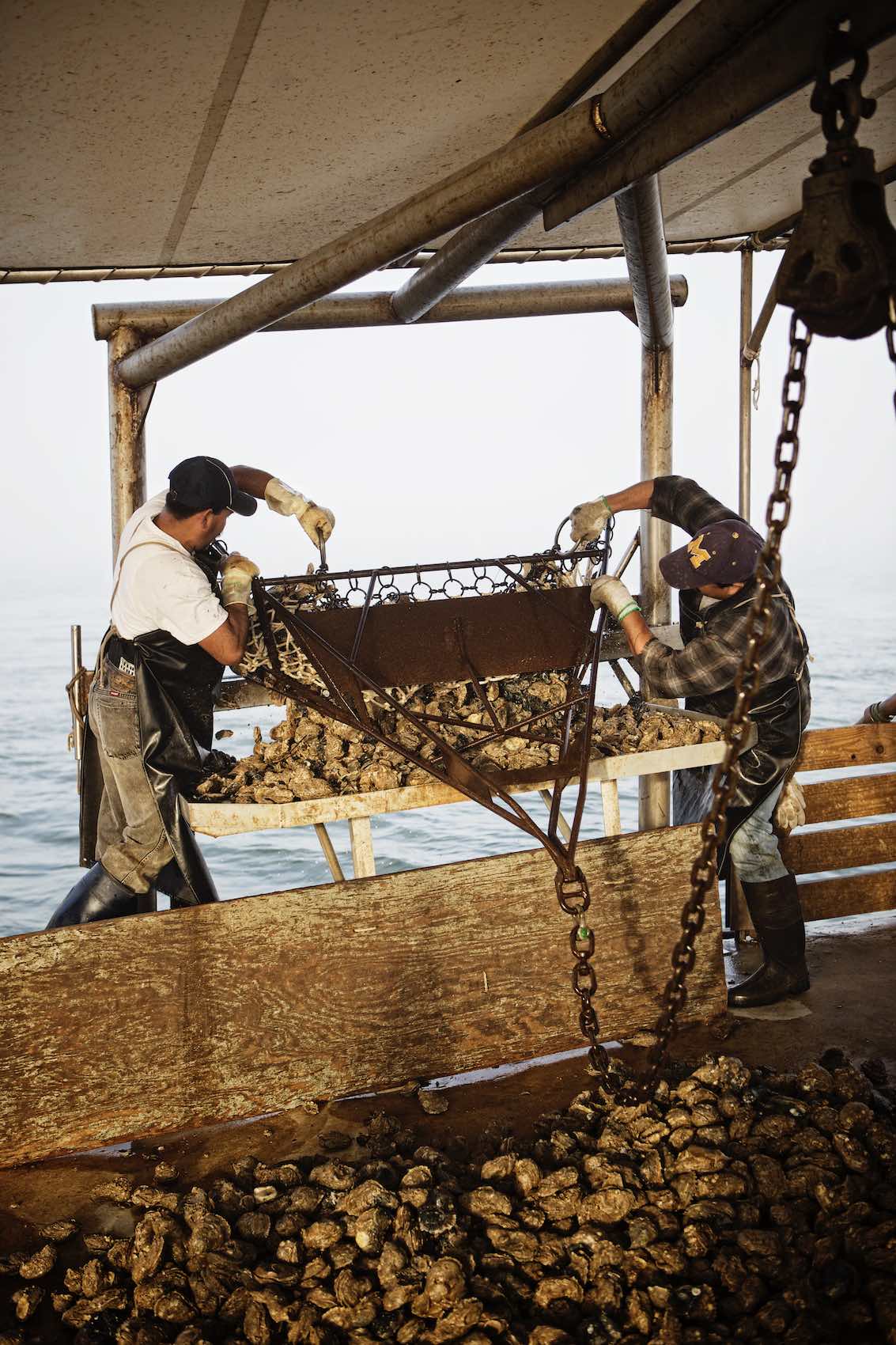Jody Horton Photography - Fishermen hauling mollusks onto boat. 