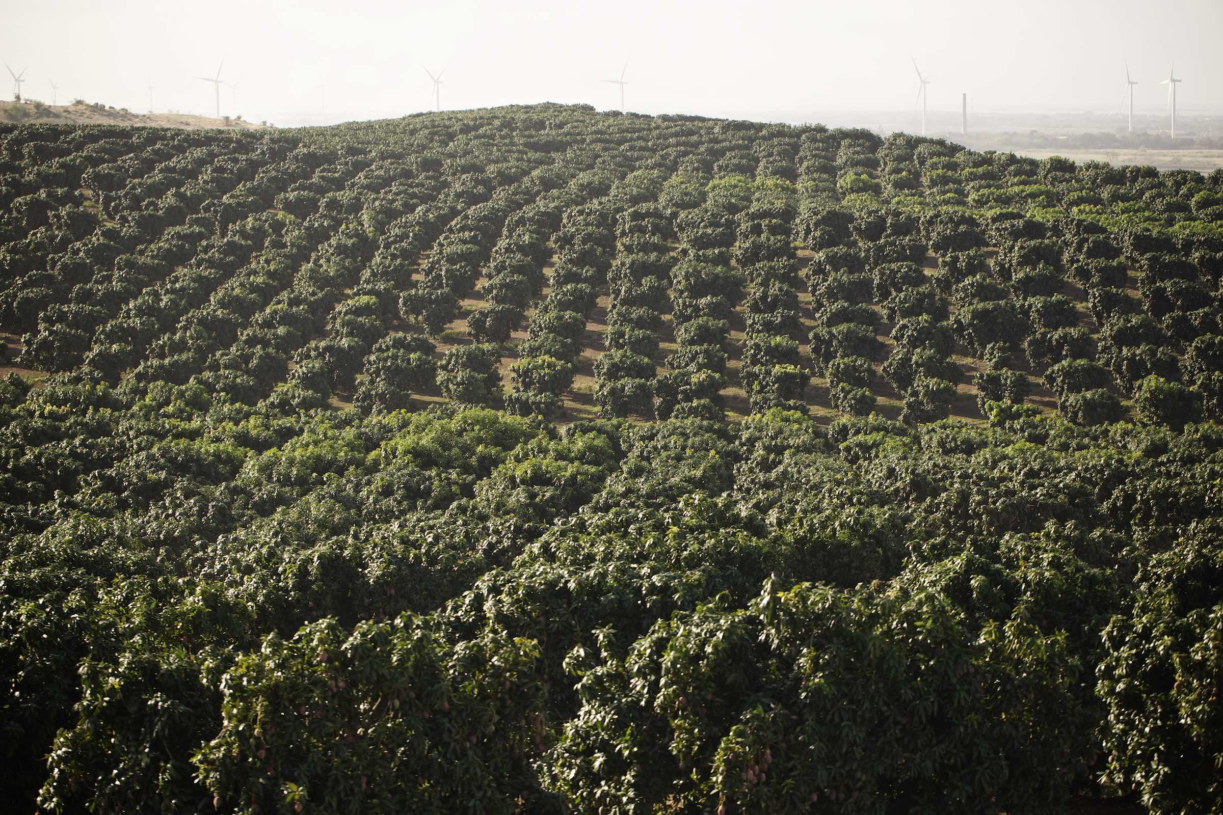 Jody Horton Photography - A sprawling grove of mango trees in Puerto Rico.