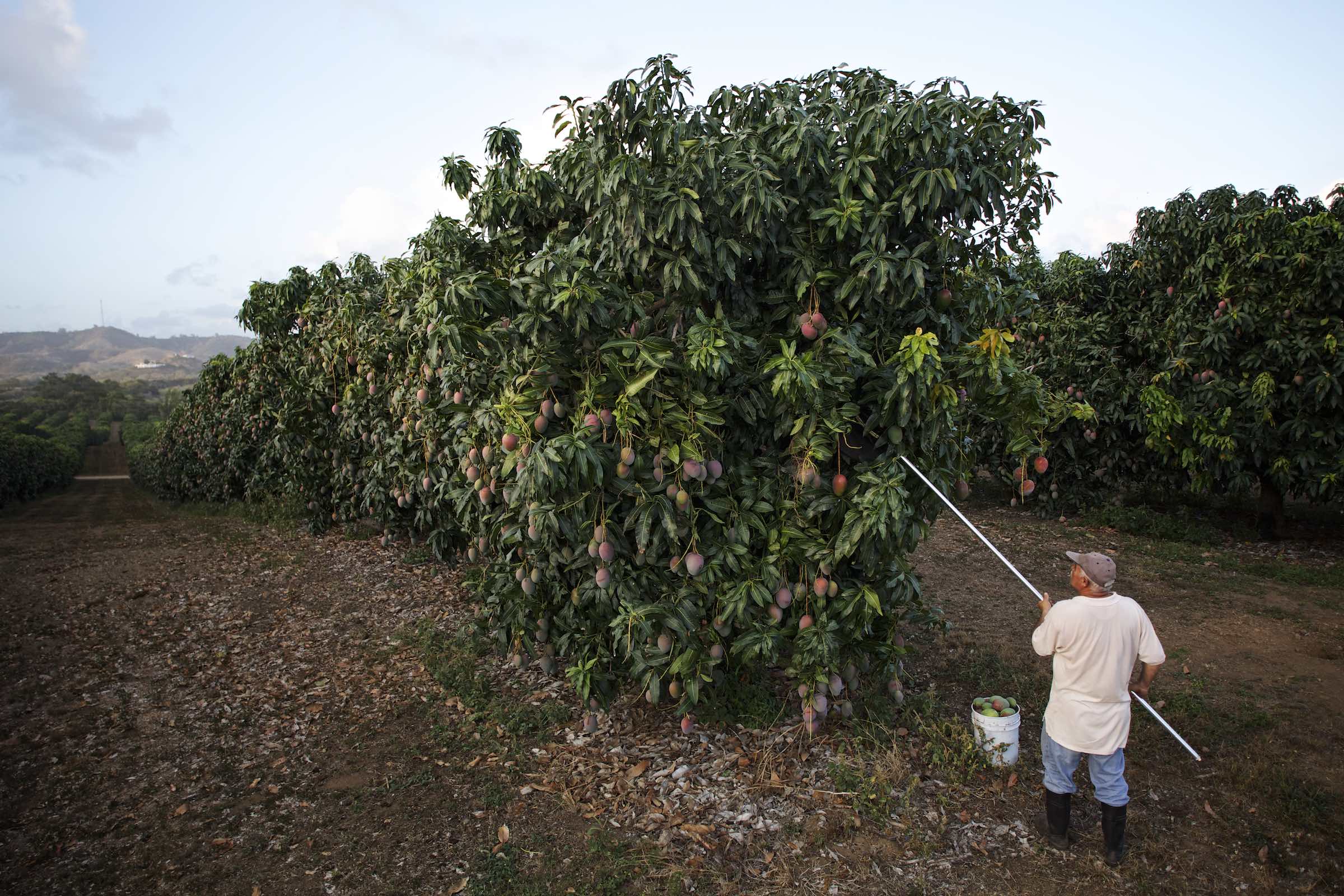 Jody Horton Photography - Farmer picking mangos and the orchard. 