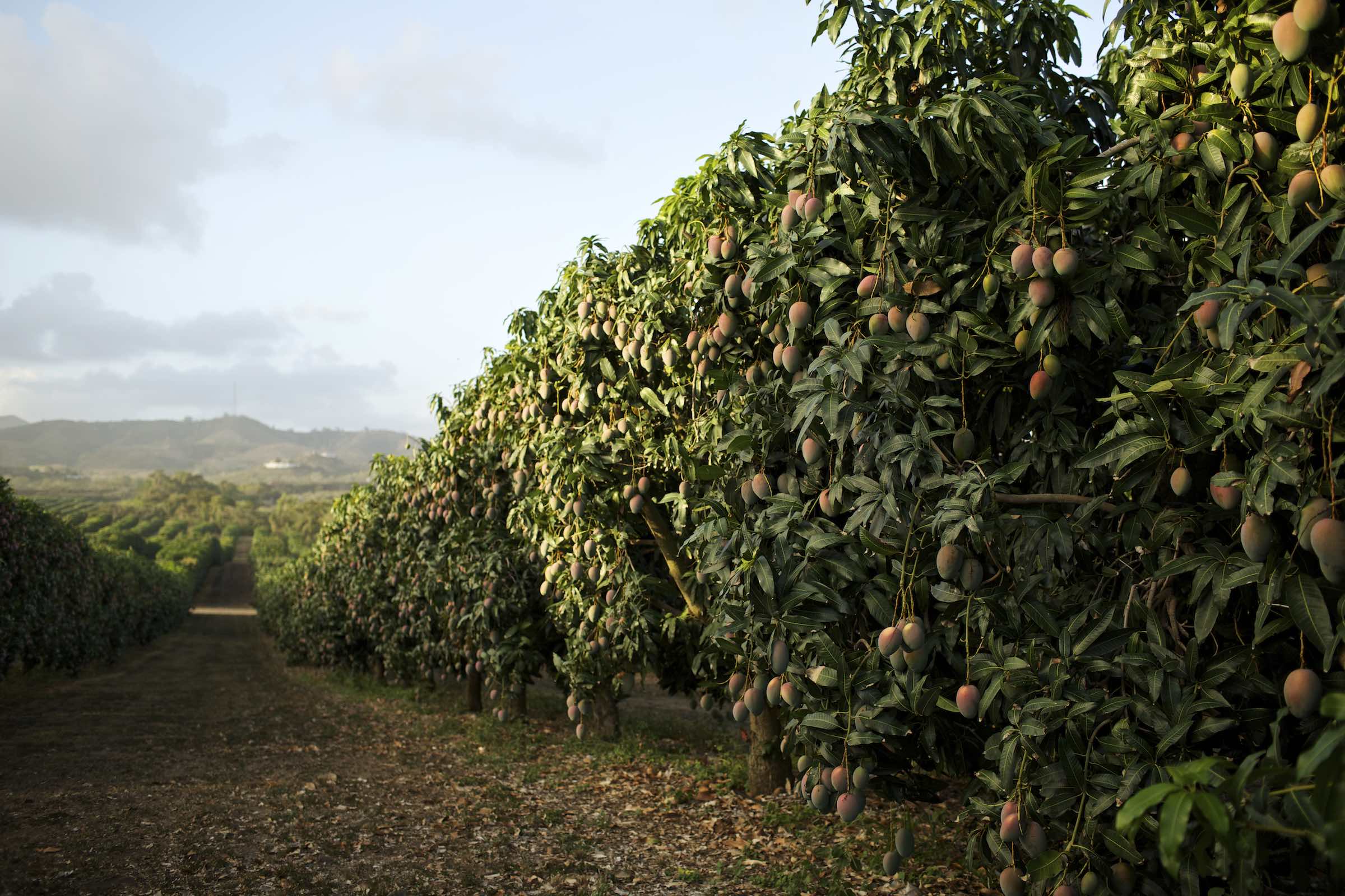 Jody Horton Photography - Rows of mango trees. 