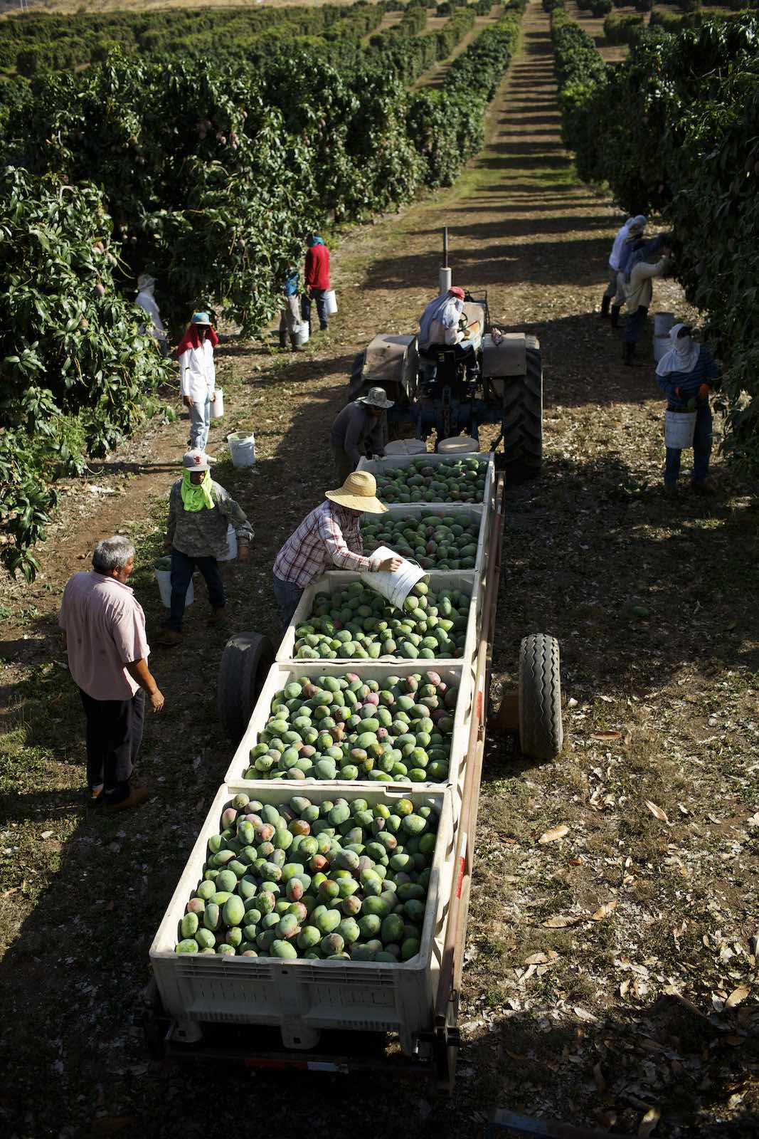 Jody Horton Photography - Farmers loading crates with mangos, surrounded by mango trees. 