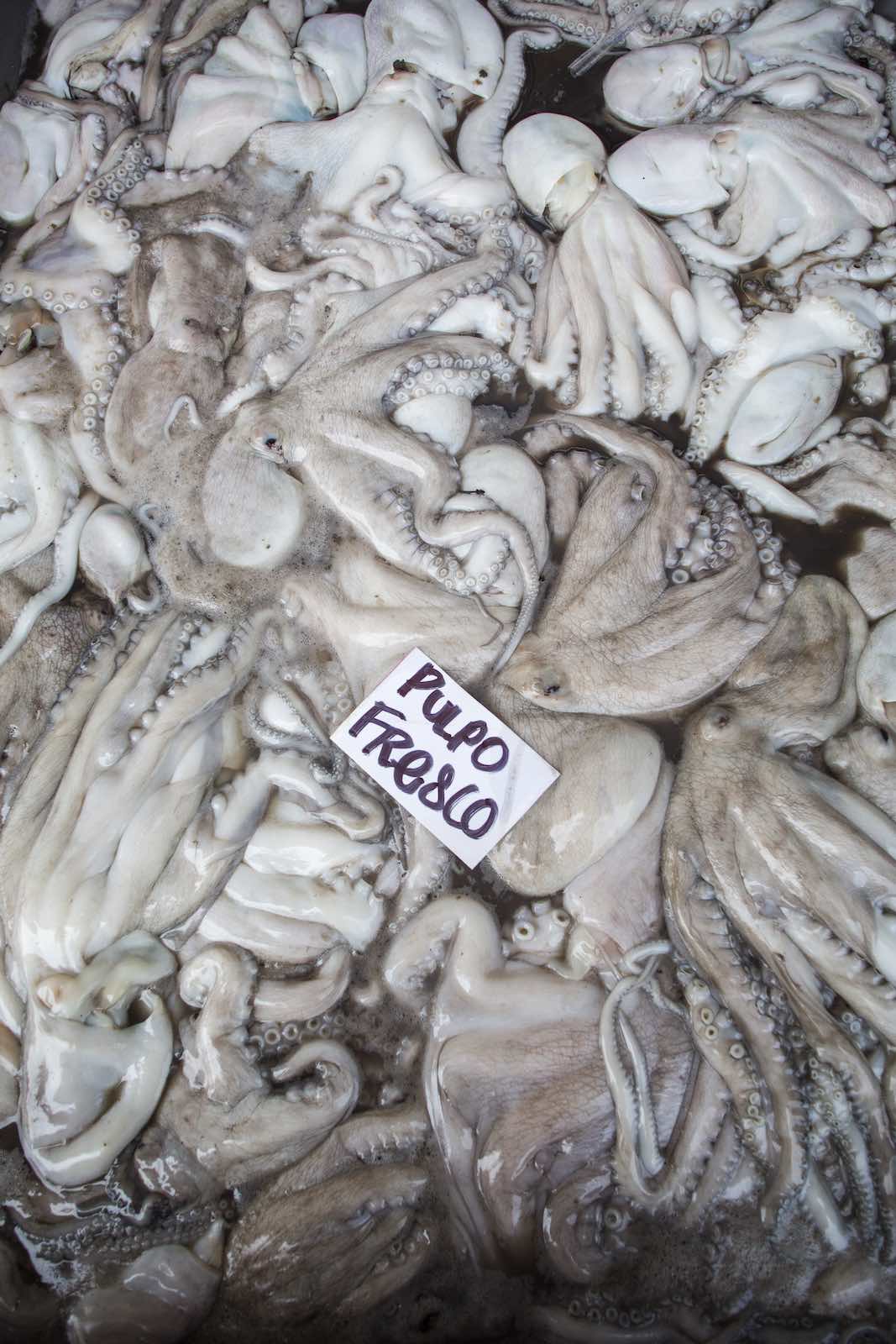 Jody Horton Photography - Fresh caught octopi in the Mexico food market.