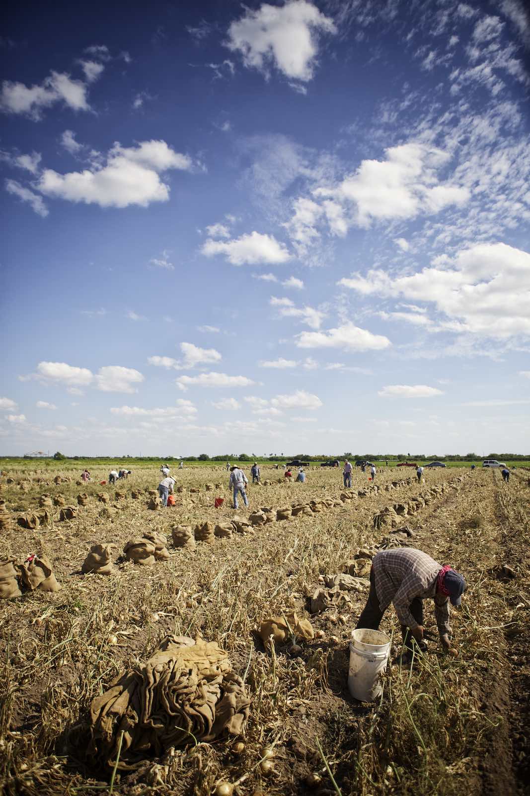 Jody Horton Photography - Farmers harvesting onions into brown, burlap sacks. 