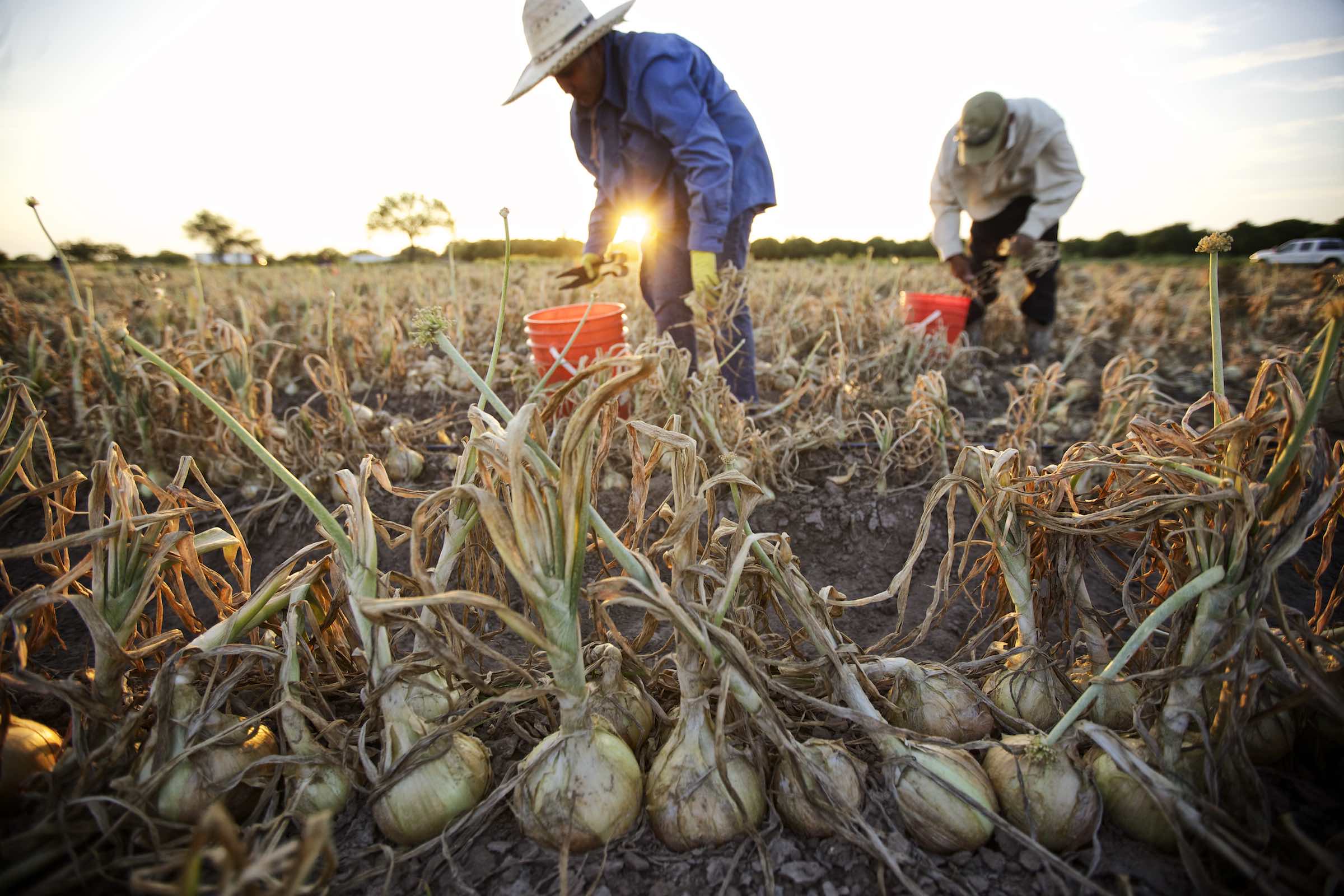 Jody Horton Photography - Farmers picking onions into orange buckets at sunset. 