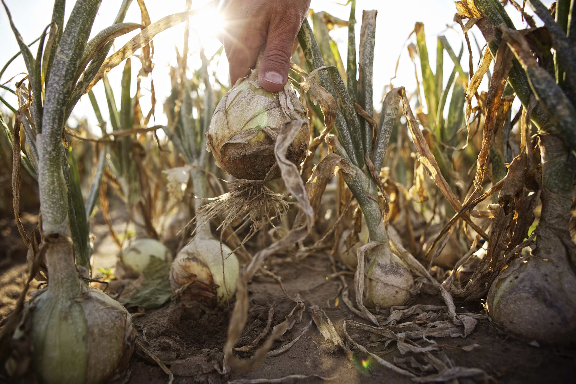 Jody Horton Photography - Freshly pulled onion exposing the tiny roots. 