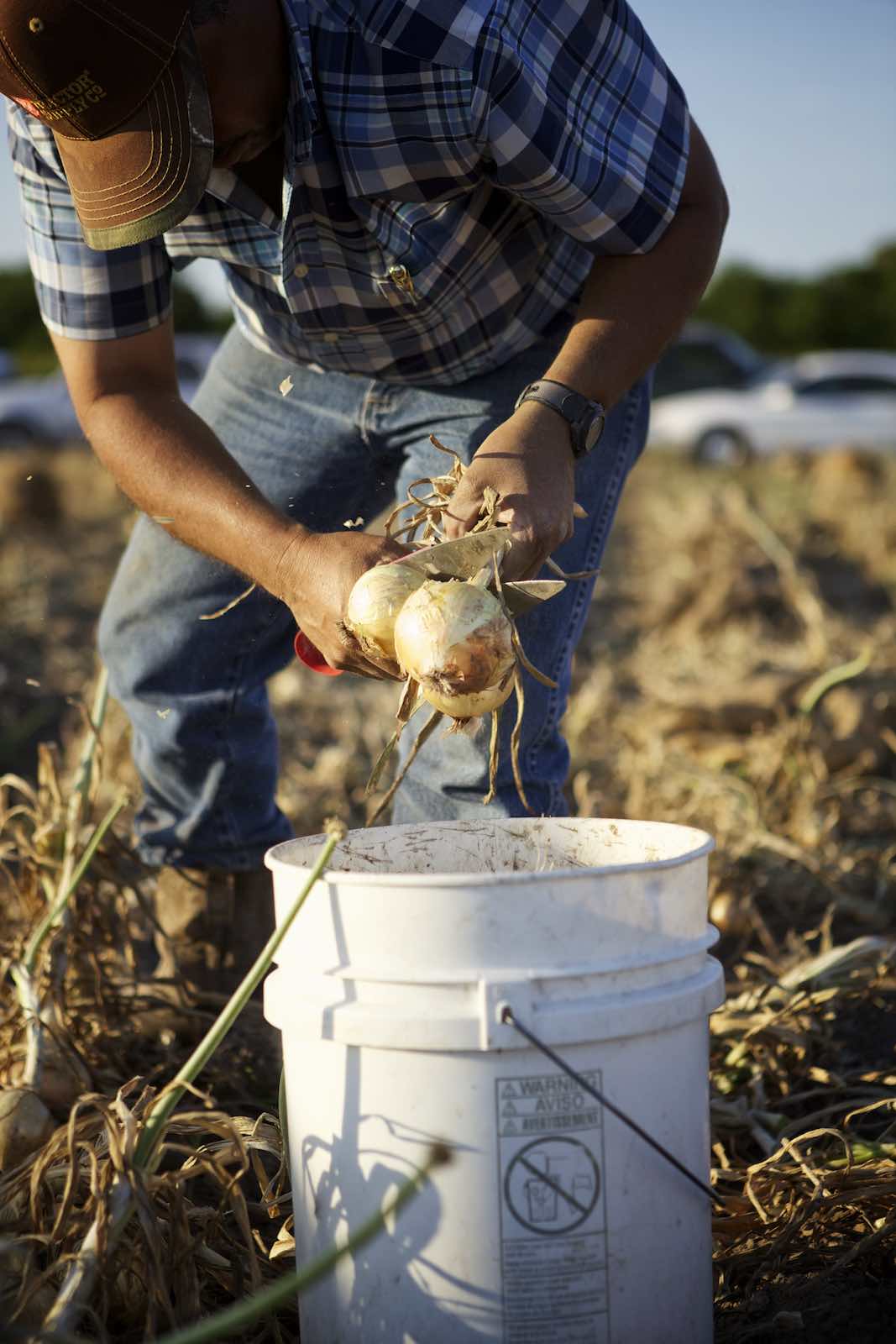 Jody Horton Photography - Farmer sheering freshly picked onions. 