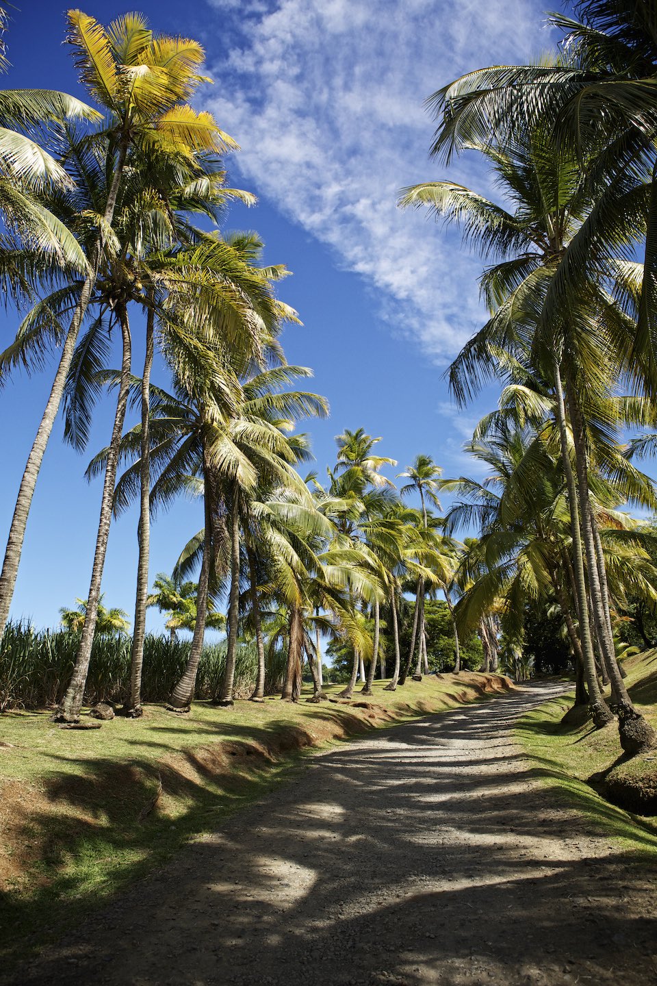 Dirt road lined with palms against a bright and sunny sky. 