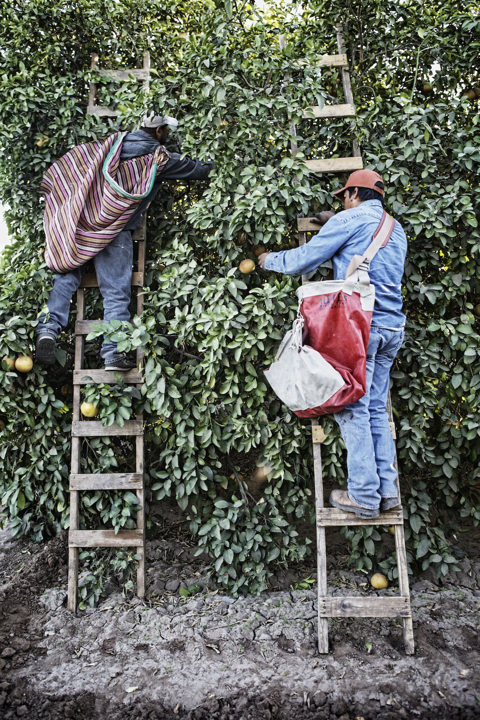 Farmers standing wood ladders to reach the tops of orange trees. 