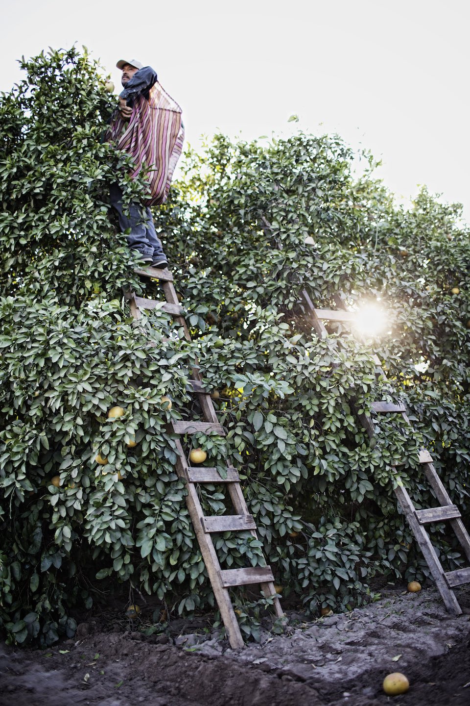Farmer standing on a wood ladder at the top of an orange tree.