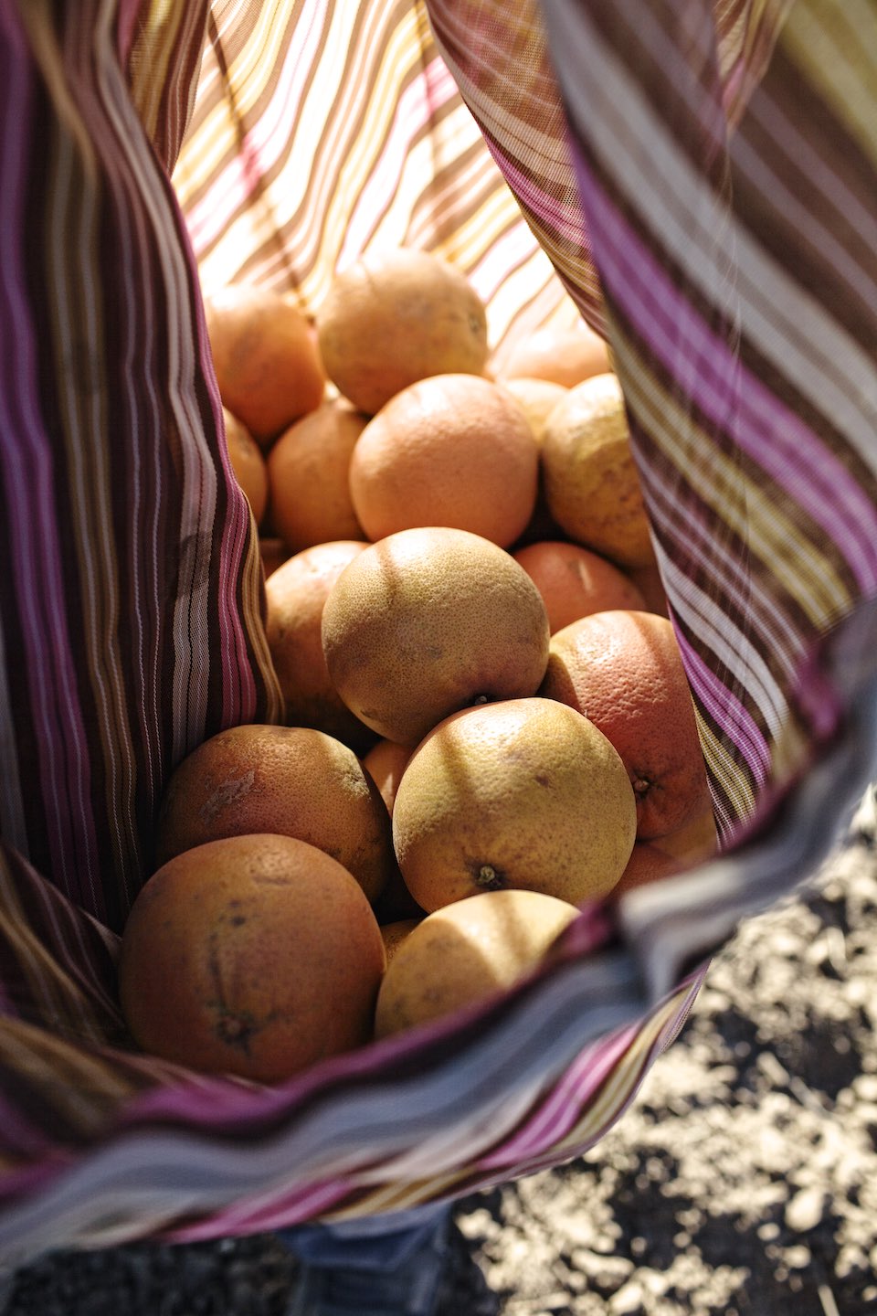 Freshly picked oranges gathered in a multihued, striped sack. 